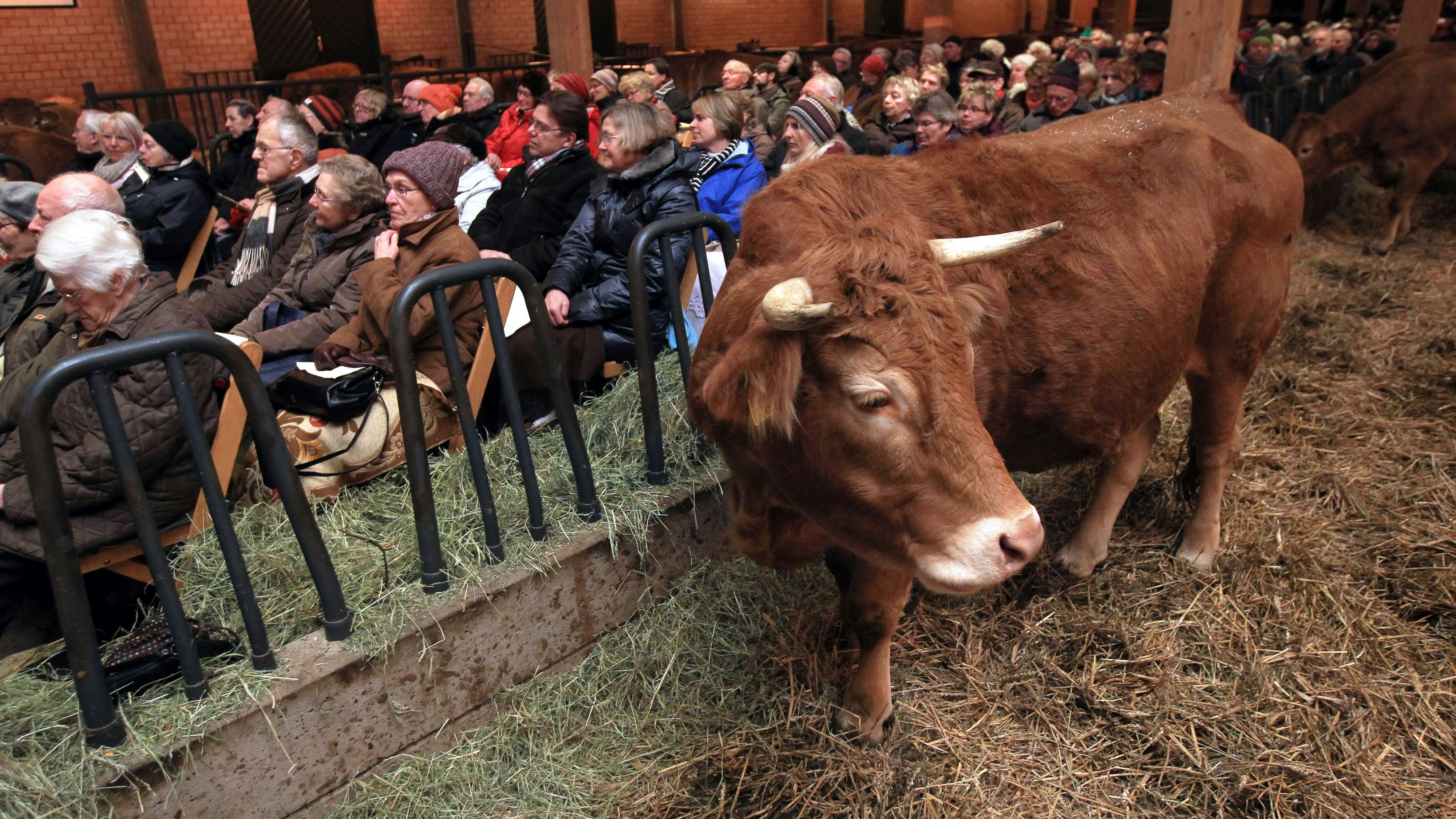Tradition Brauch: Im Advent lud Brillen-König und Öko-Bauer Günther Fielmann die Öffentlichkeit regelmäßig zum Adventsgottesdienst im Rinderstall ein.