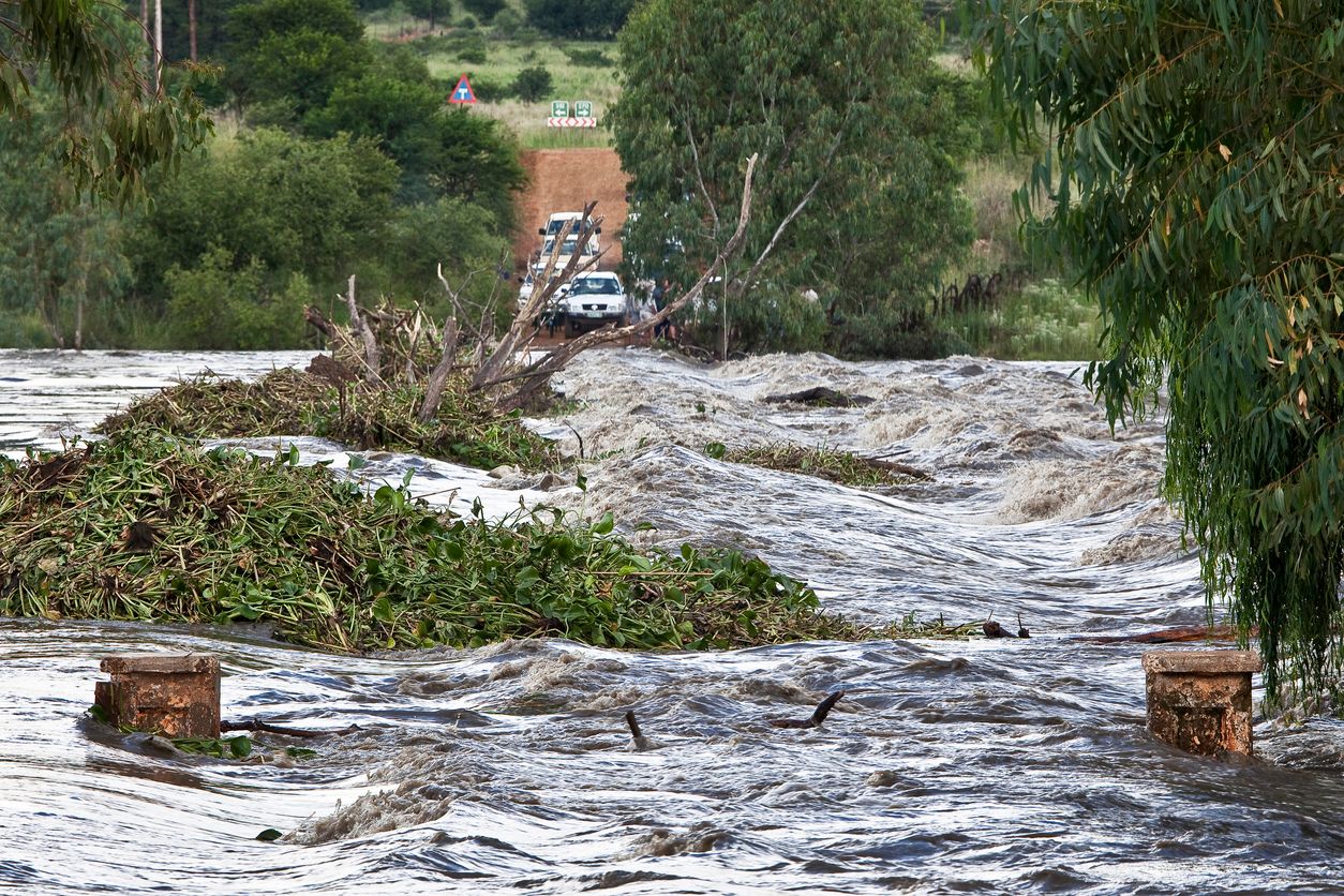 Hochwasser zerstört oft ganze Landstriche - doch abgesehen von den Menschen, wie gehen Tiere mit solchen Wetterkatastrophen um? 