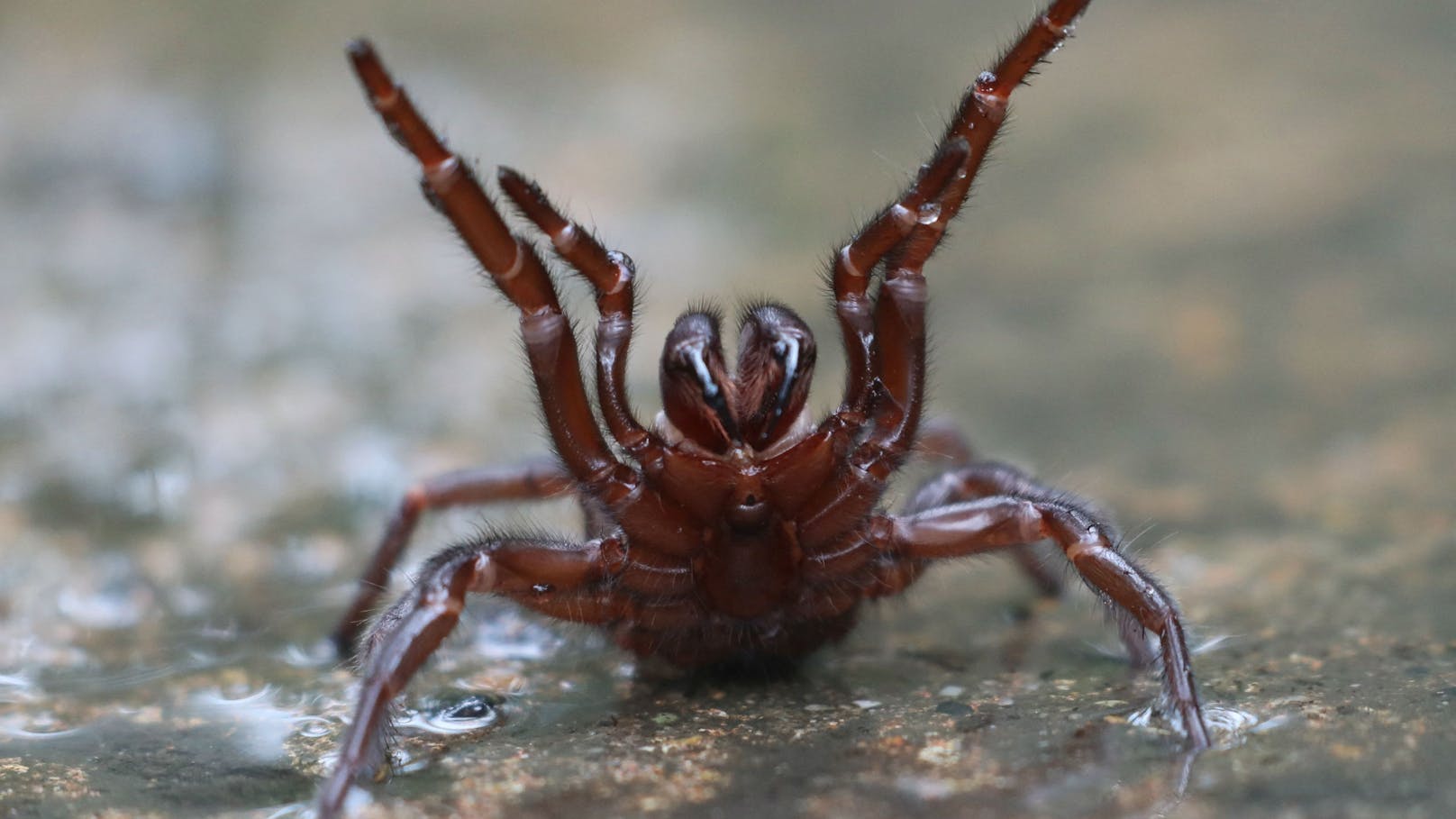 Größte der giftigsten Spinnen der Welt entdeckt
