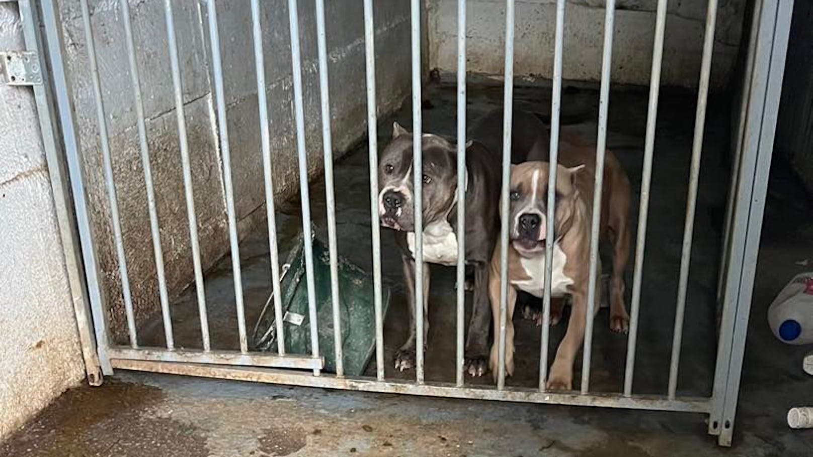 Tierskandal in NÖ! Fünf Hunde aus Zwingern gerettet