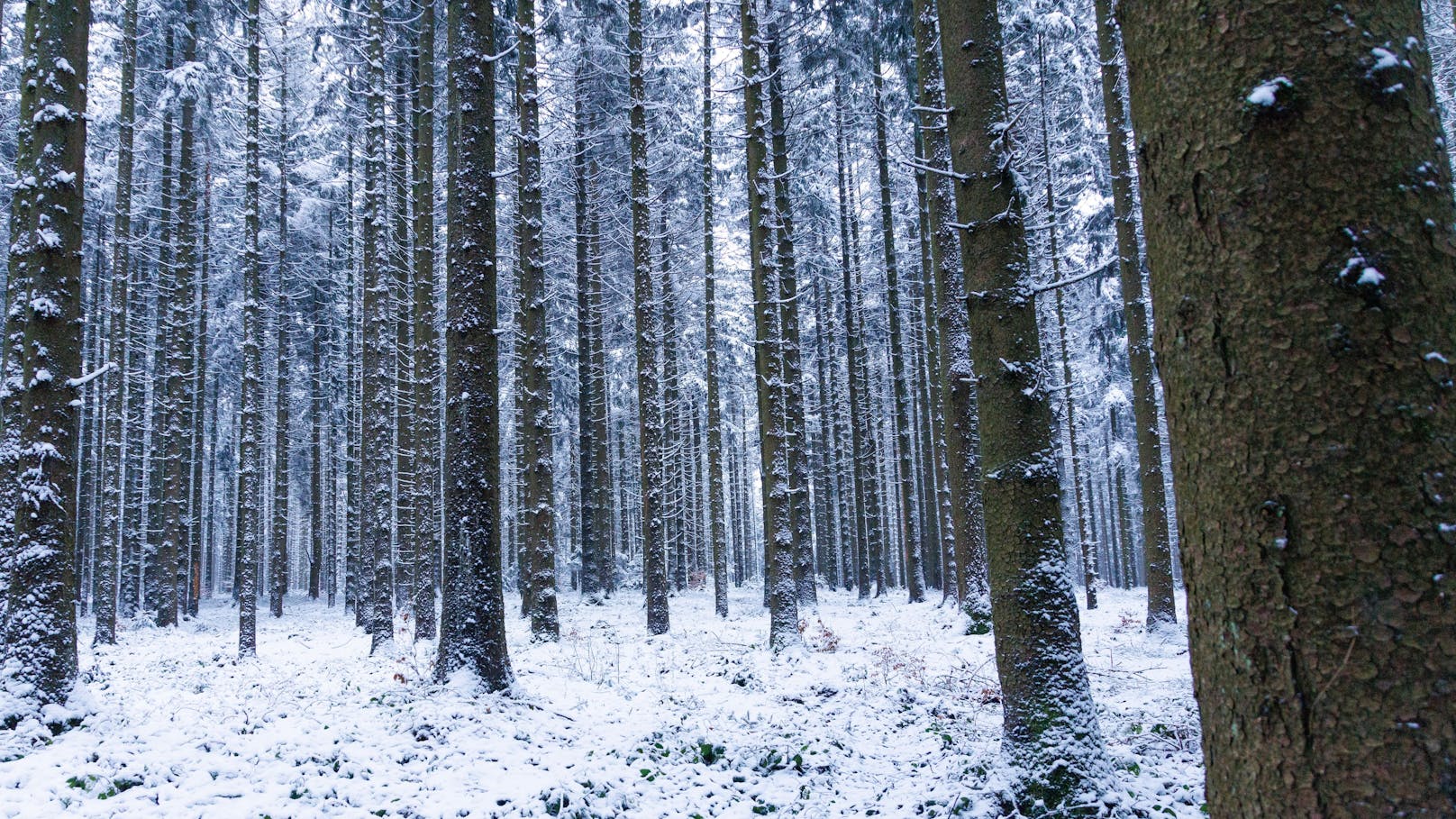 Die Wälder zeigen sich von ihrer romantischen Seite.