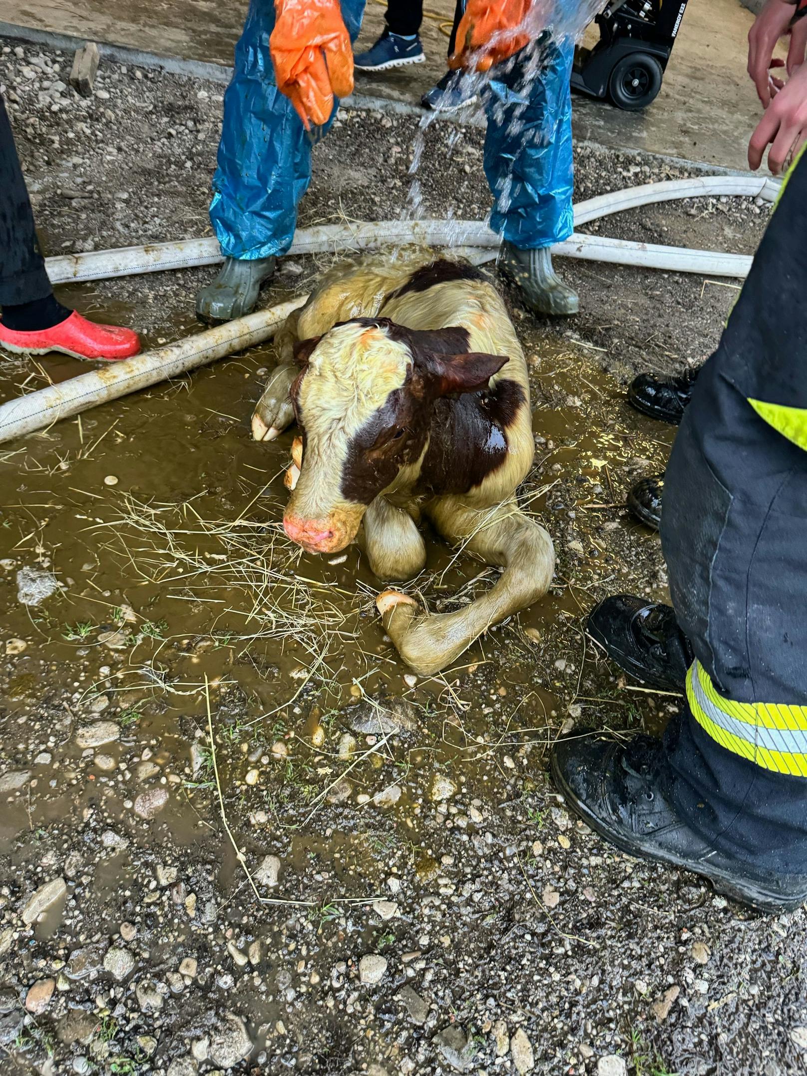 Kalb von Feuerwehr gerettet