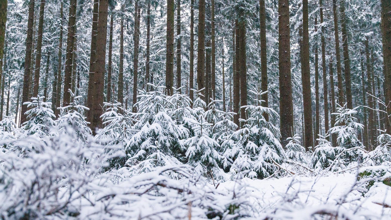 Die Wälder zeigen sich von ihrer romantischen Seite.