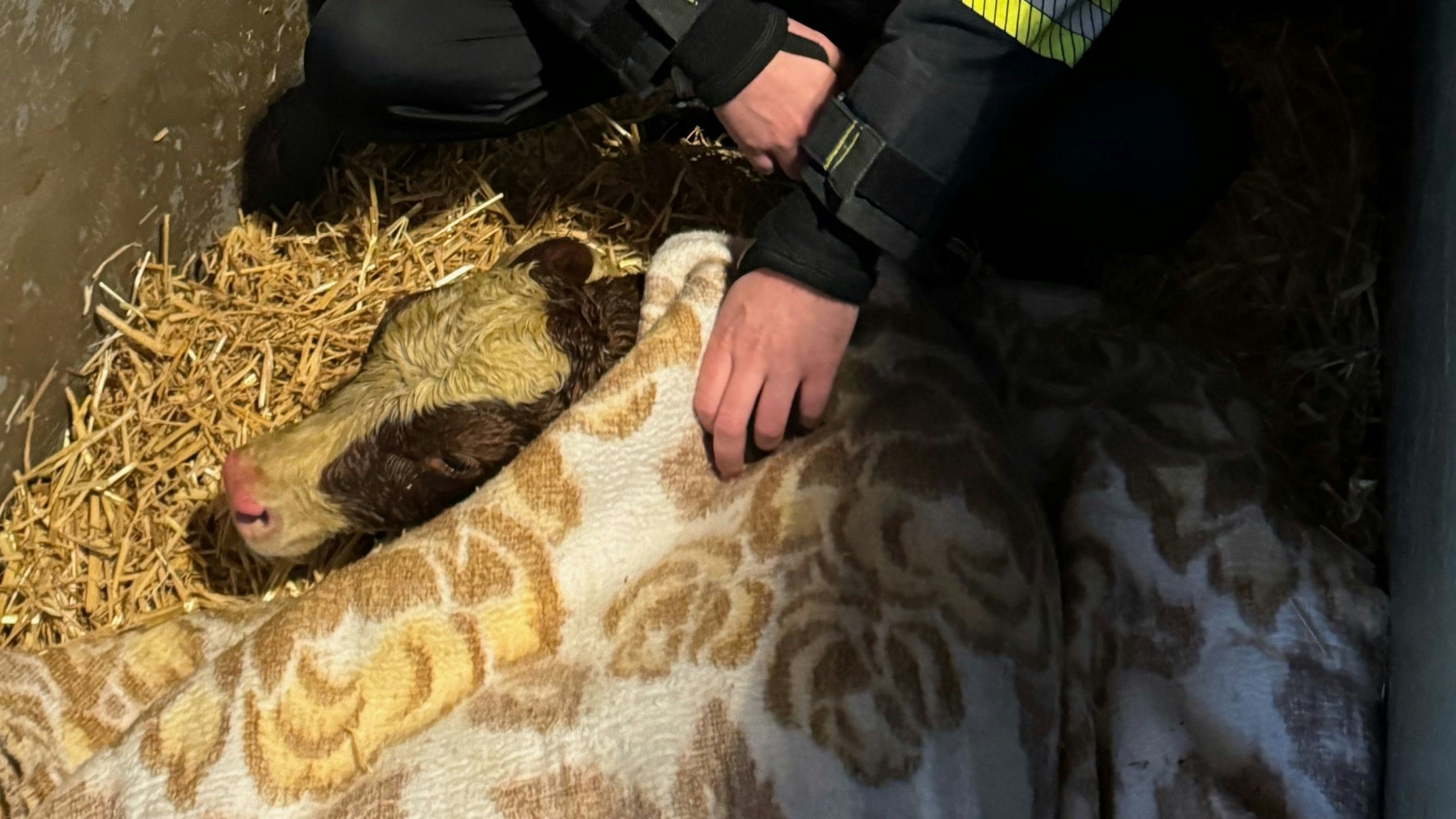 Kalb von Feuerwehr gerettet