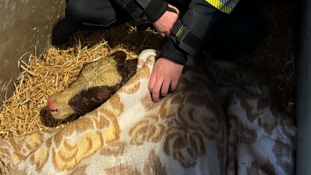 Heute.at - So ein Schock! Kalb fiel nach Geburt in Jauchegrube