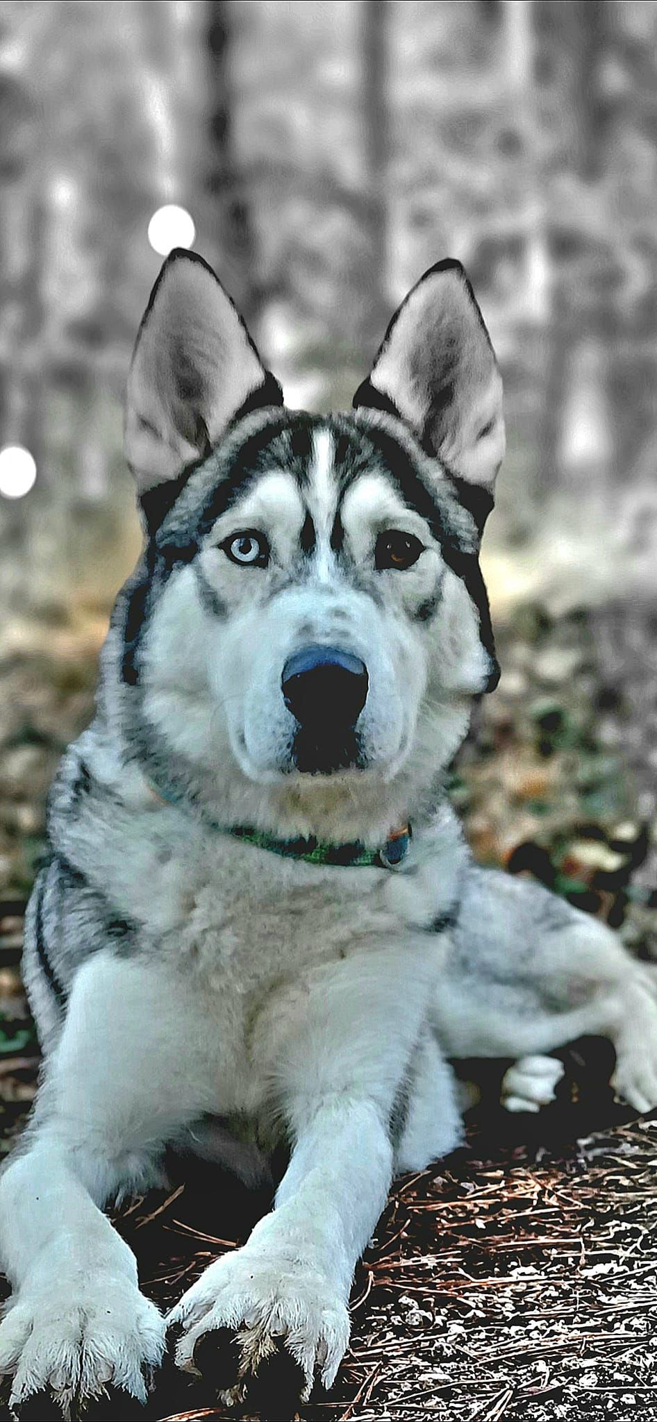 Husky 