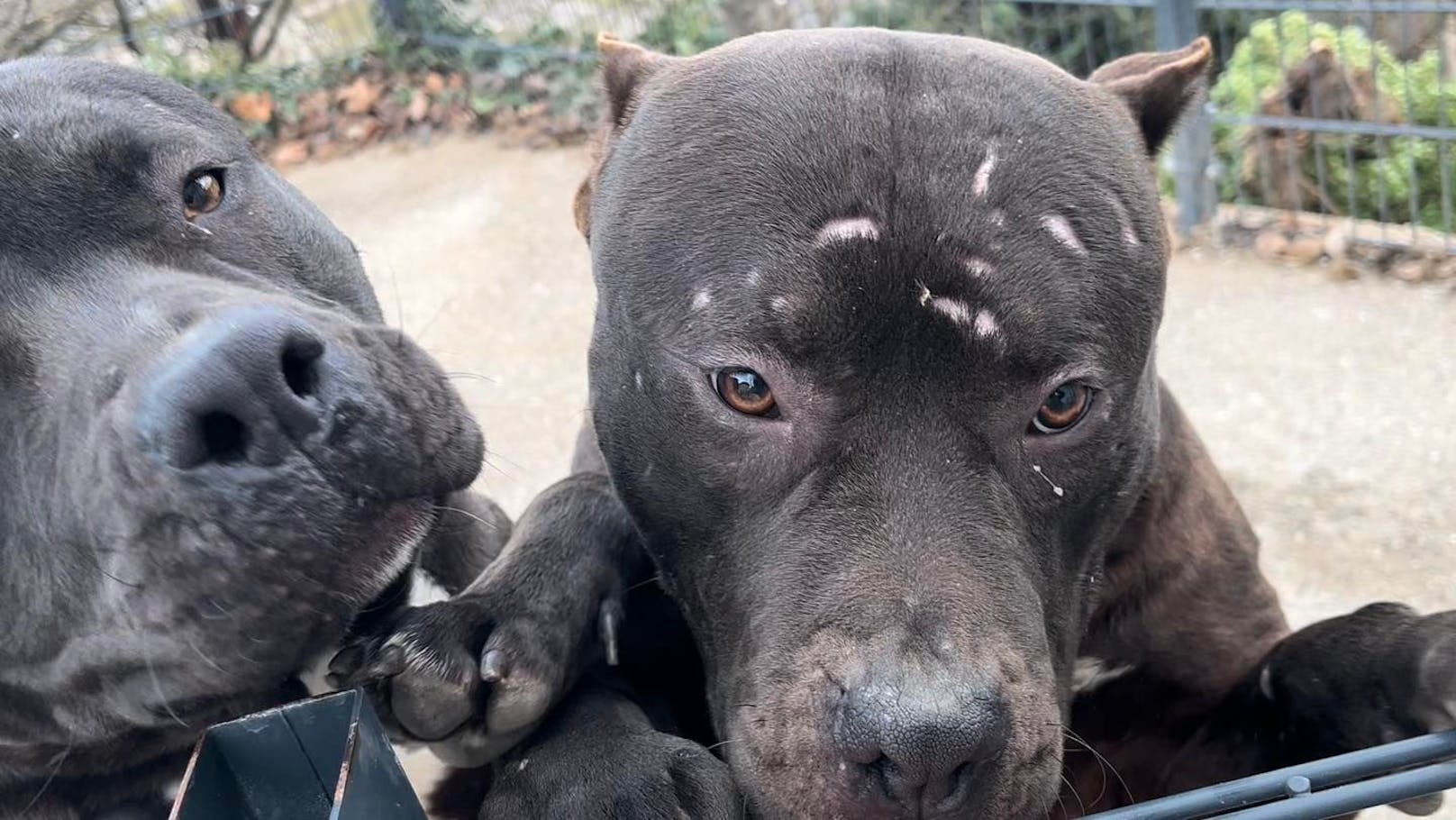 Fünf Pitbulls wurden vom Tierschutzverein Ybbstal gerettet.