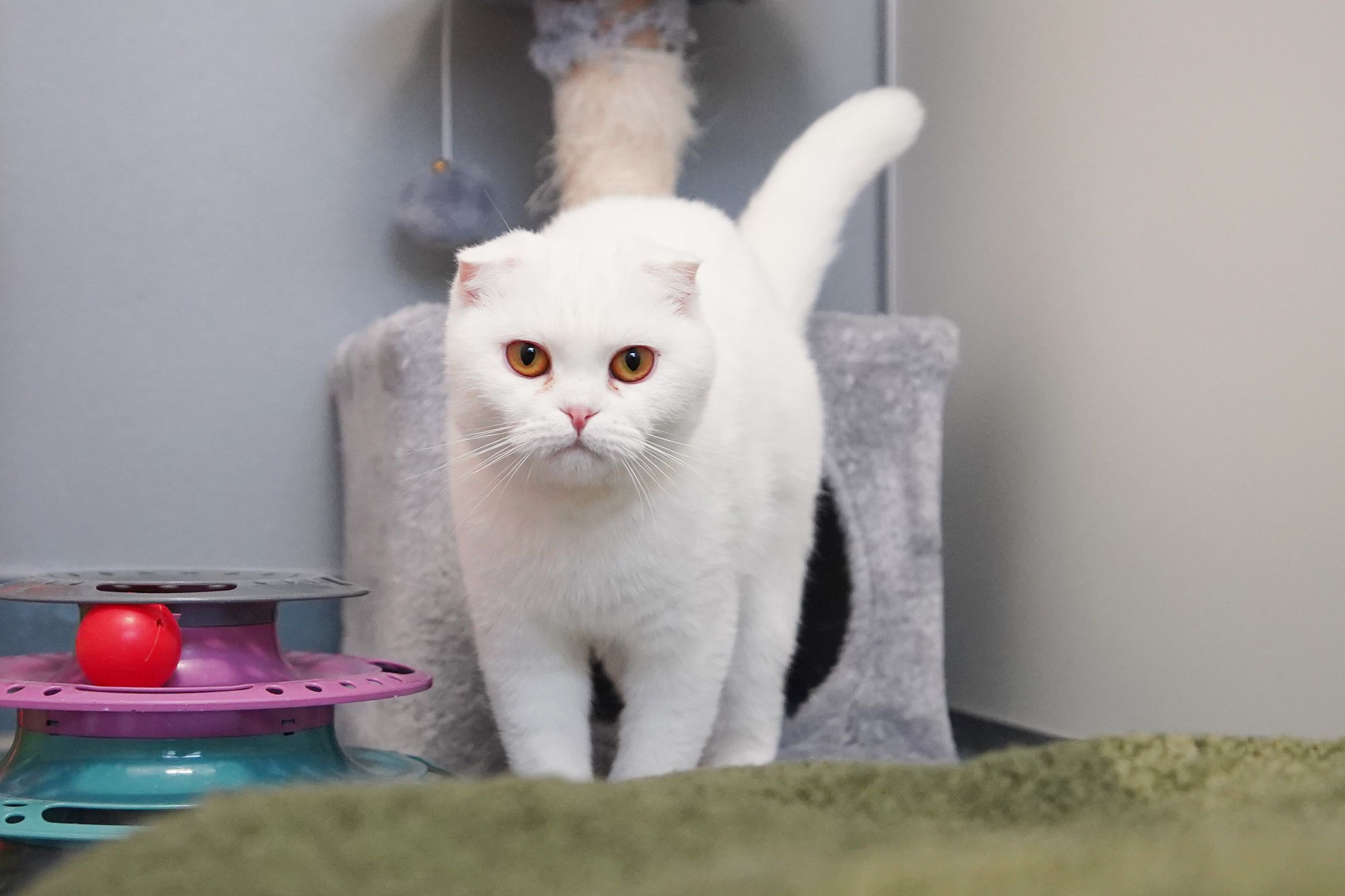 Stella ist sanft und zurückhaltend.