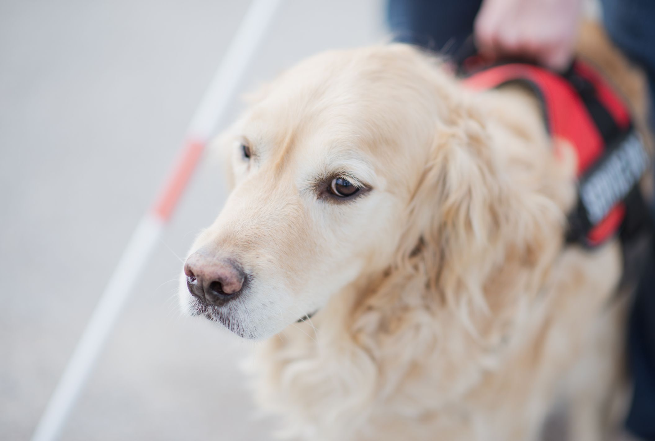 Die Blindenhündin fraß immer wieder vom Boden, das missfiel ihrer Trainerin (Symbolbidl).