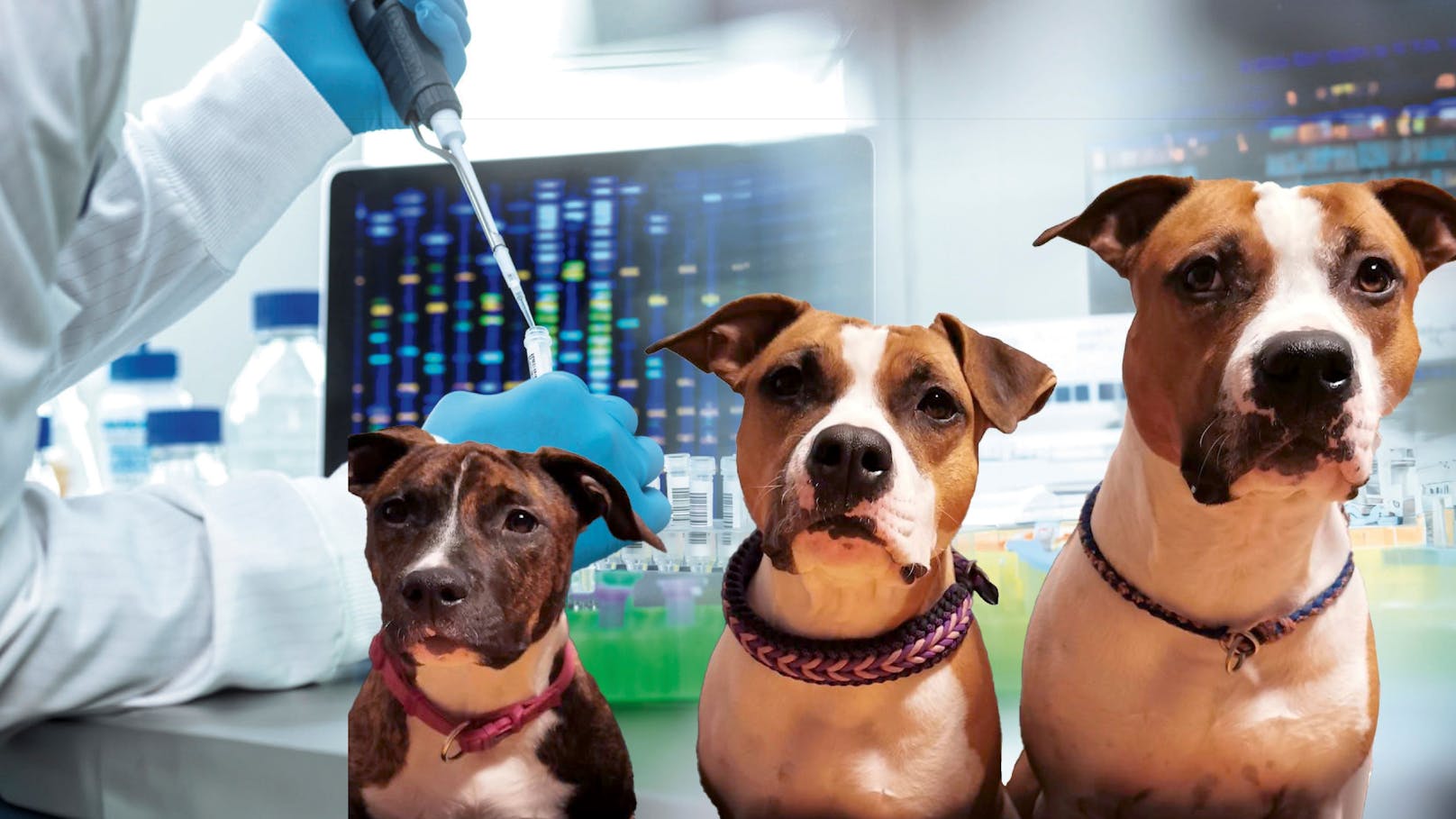 DNA-Test: Spuren von drei Hunden an Leiche gefunden