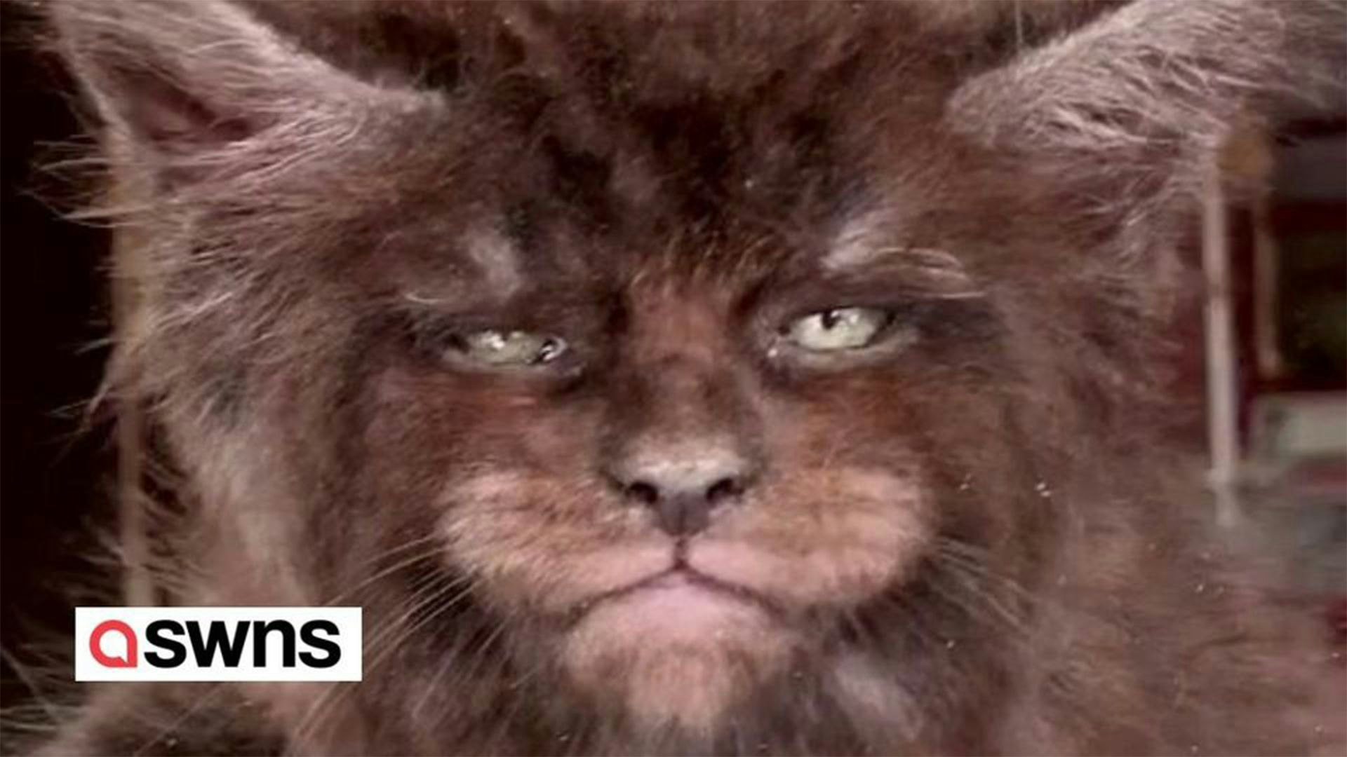 Ob man diese Katze füttern möchte?  
