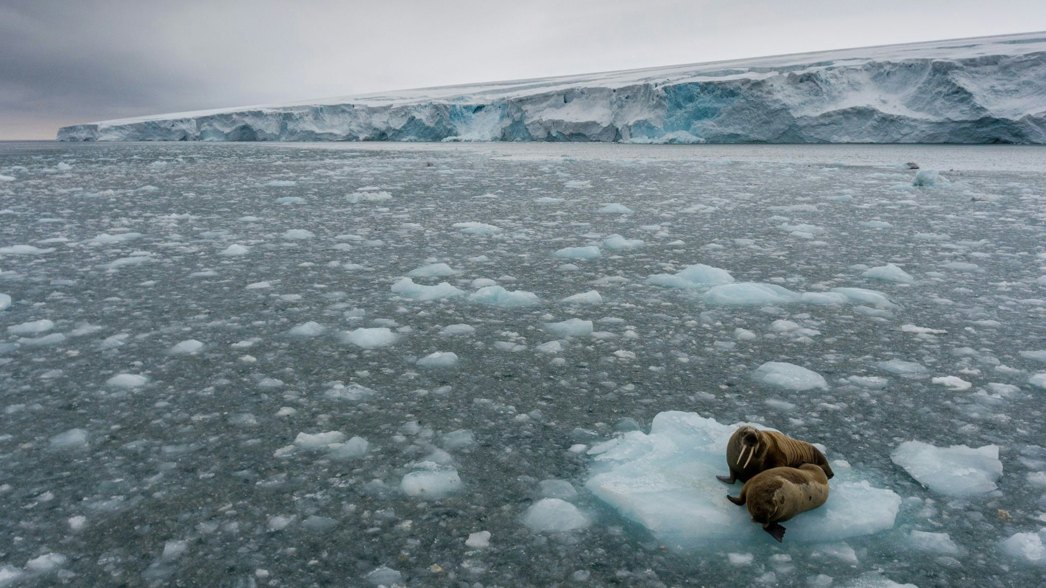 Aerial view over two walruses on an ice floe in front of Kvitøya (White Island) in the Svalbard Archipelago.