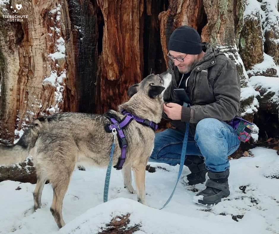 Mit elf Jahren hat Hunde-Oldie Hector endlich wieder ein Zuhause gefunden.