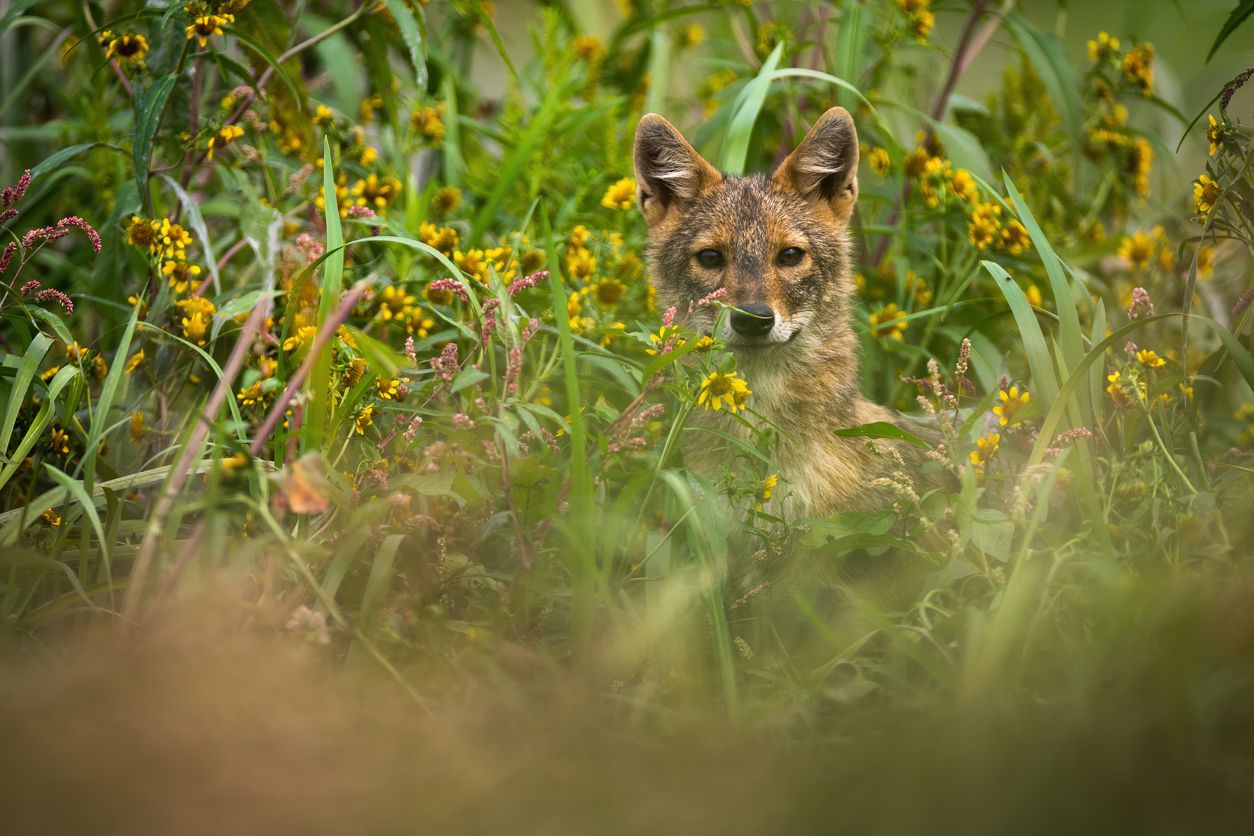 Der Goldschakal ist der einzige Schakal in Europa und eng mit dem Wolf verwandt. 