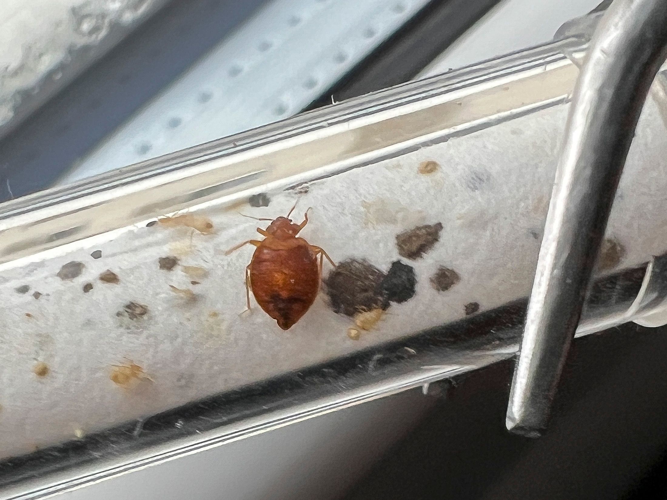 Bettwanzenvorfall in Paris soll von Russland aufgebauscht sein. (Symbolbild)