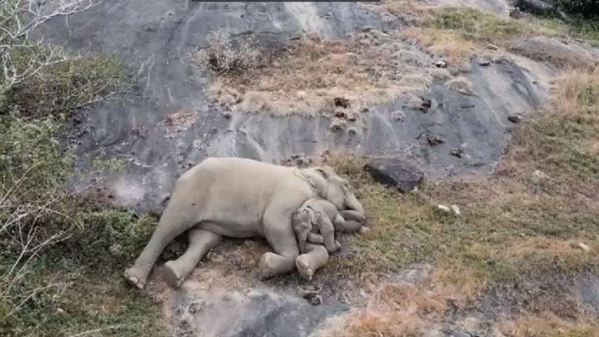 Mit jedem Zentimeter seines Körpers presst sich der kleine Elefant an seine Mama um sie zu begrüßen. 