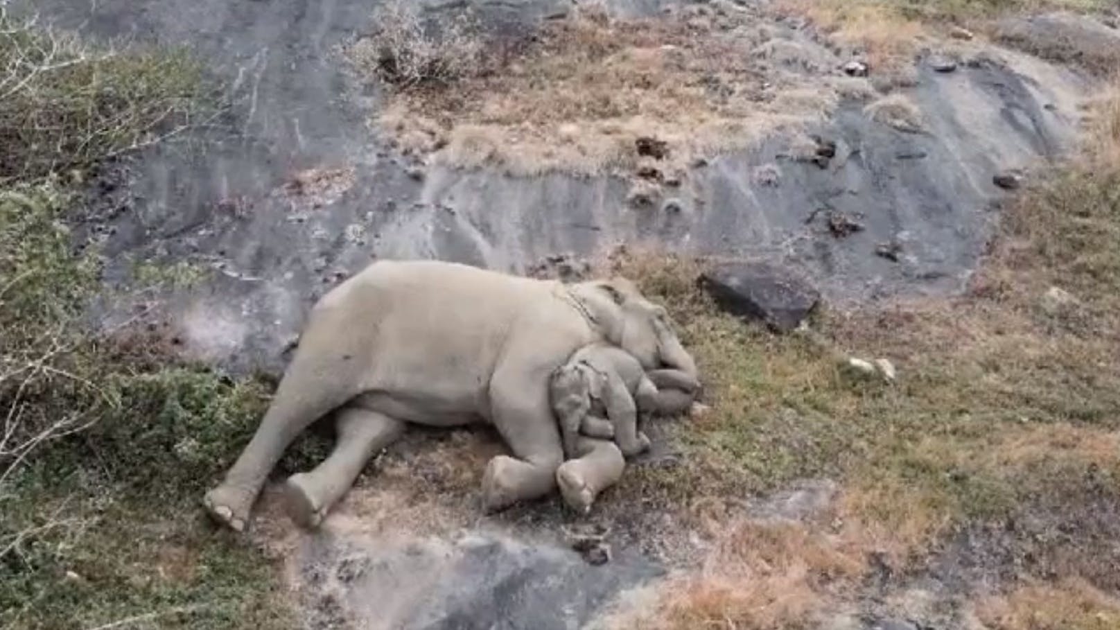 Rührende Szene: Elefantenkalb wieder mit Mama vereint