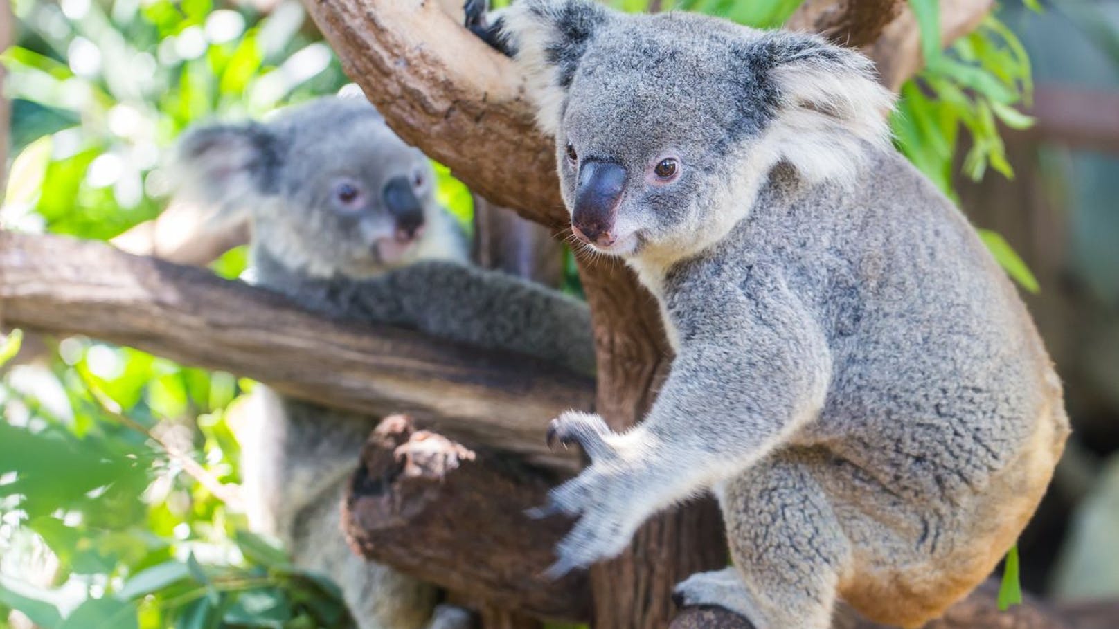 Von dort aus wird die Costa Deliziosa den Pazifik passieren und Polynesien streifen, um Australien zu erreichen. Dort kann auch der Lone Pine Koala Sanctuary besucht werden. 