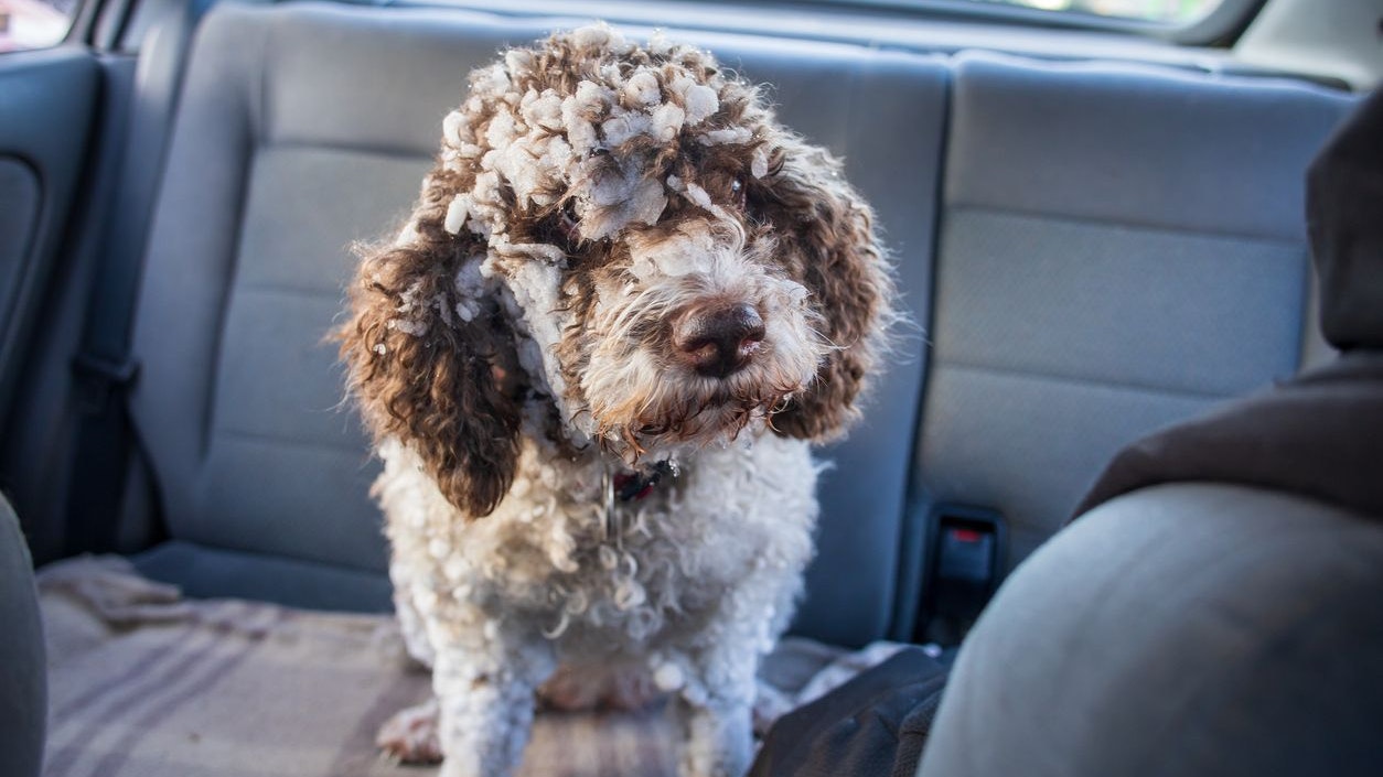 Wann ist unseren Vierbeinern zu kalt im Winterauto? 