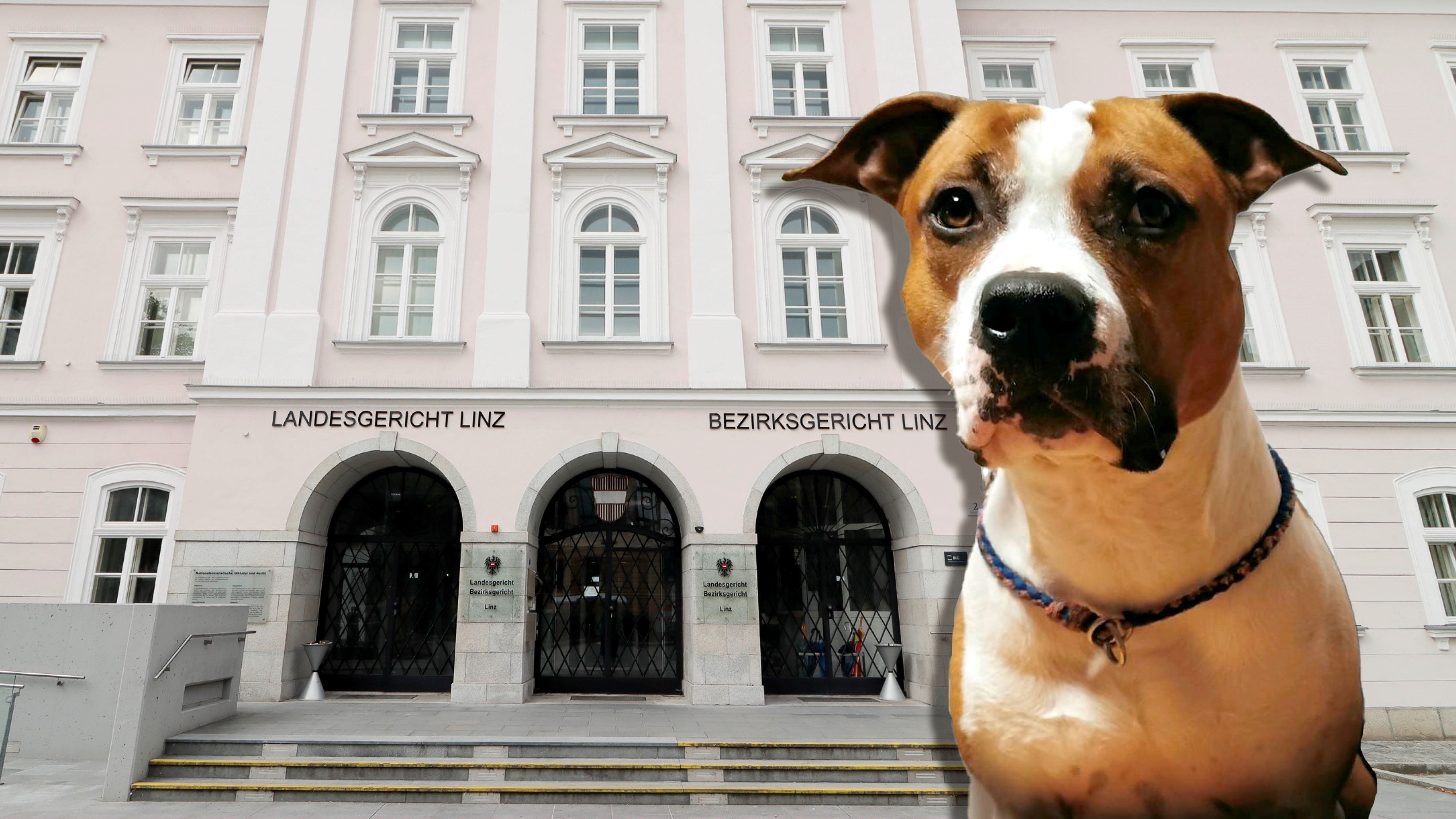 Anfang Oktober attackierte Hund 