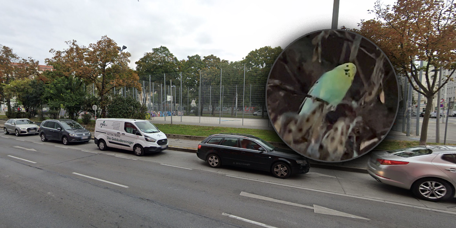 Laut Tierschutzorganisation muss der Vogel so schnell wie möglich gefunden werden. 