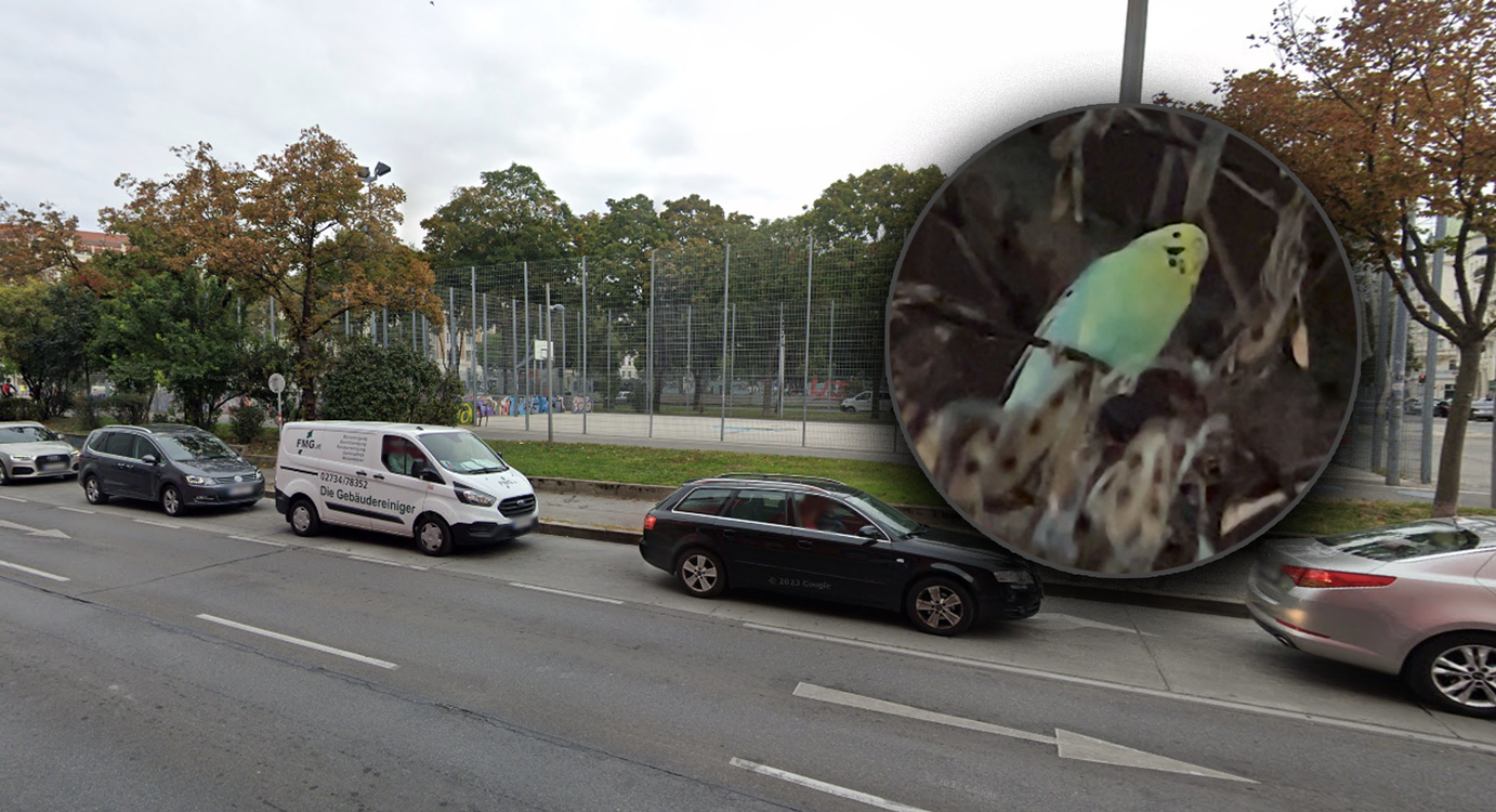 Laut Tierschutzorganisation muss der Vogel so schnell wie möglich gefunden werden. 