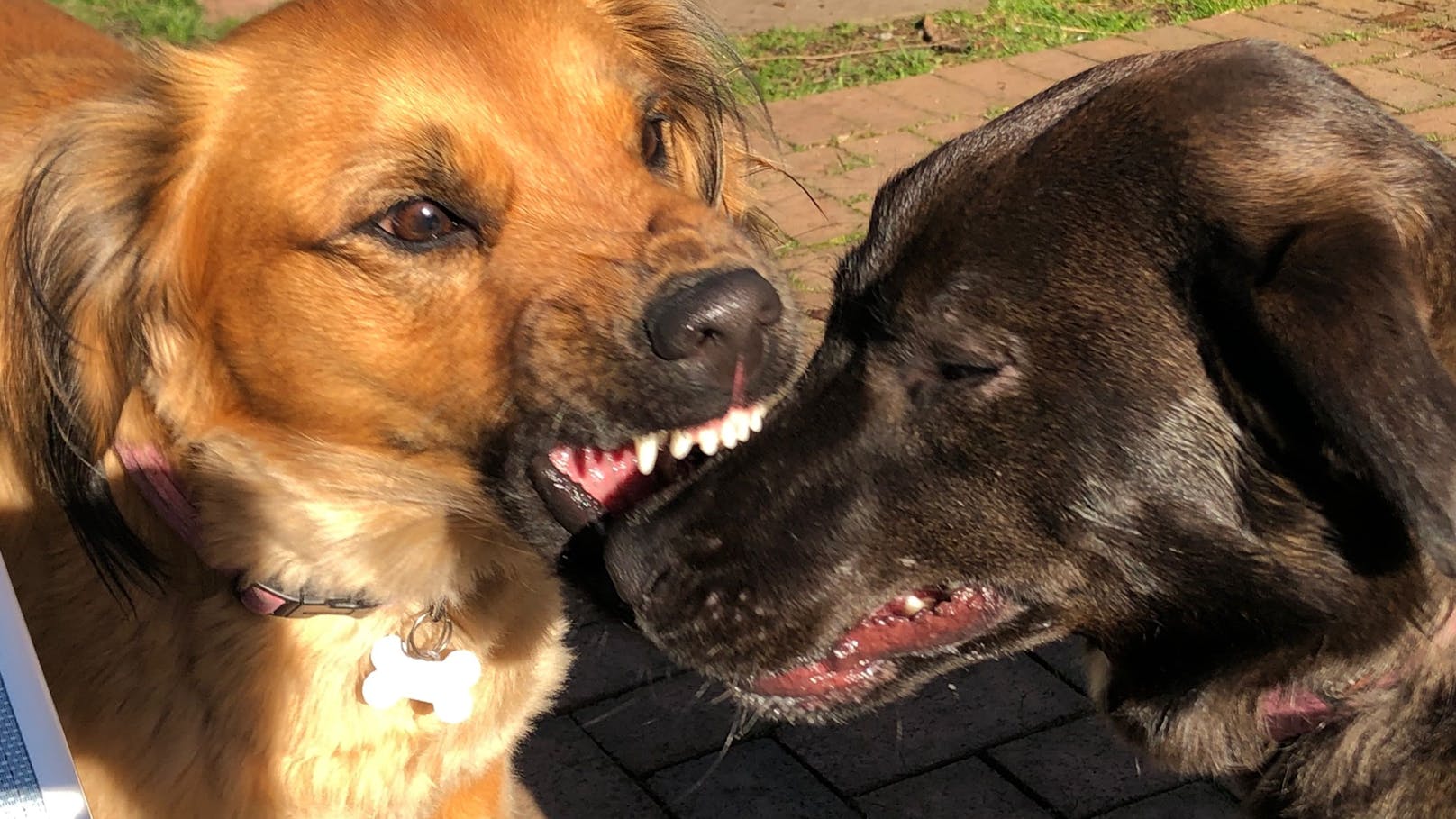 Brutal-blutige Hunde-Attacke auf 31-jährigen Passanten