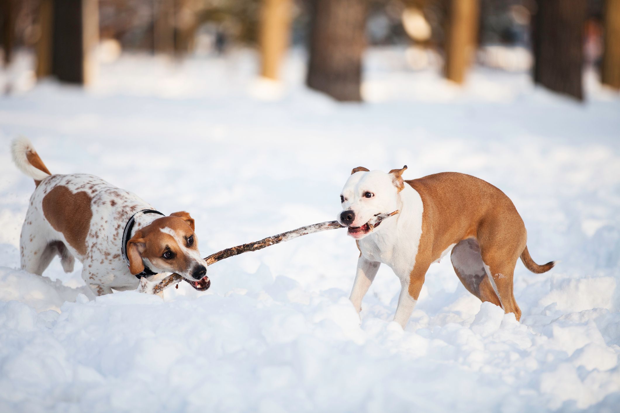 Künftig darf man mit maximal zwei großen Hunden gleichzeitig spazieren gehen.