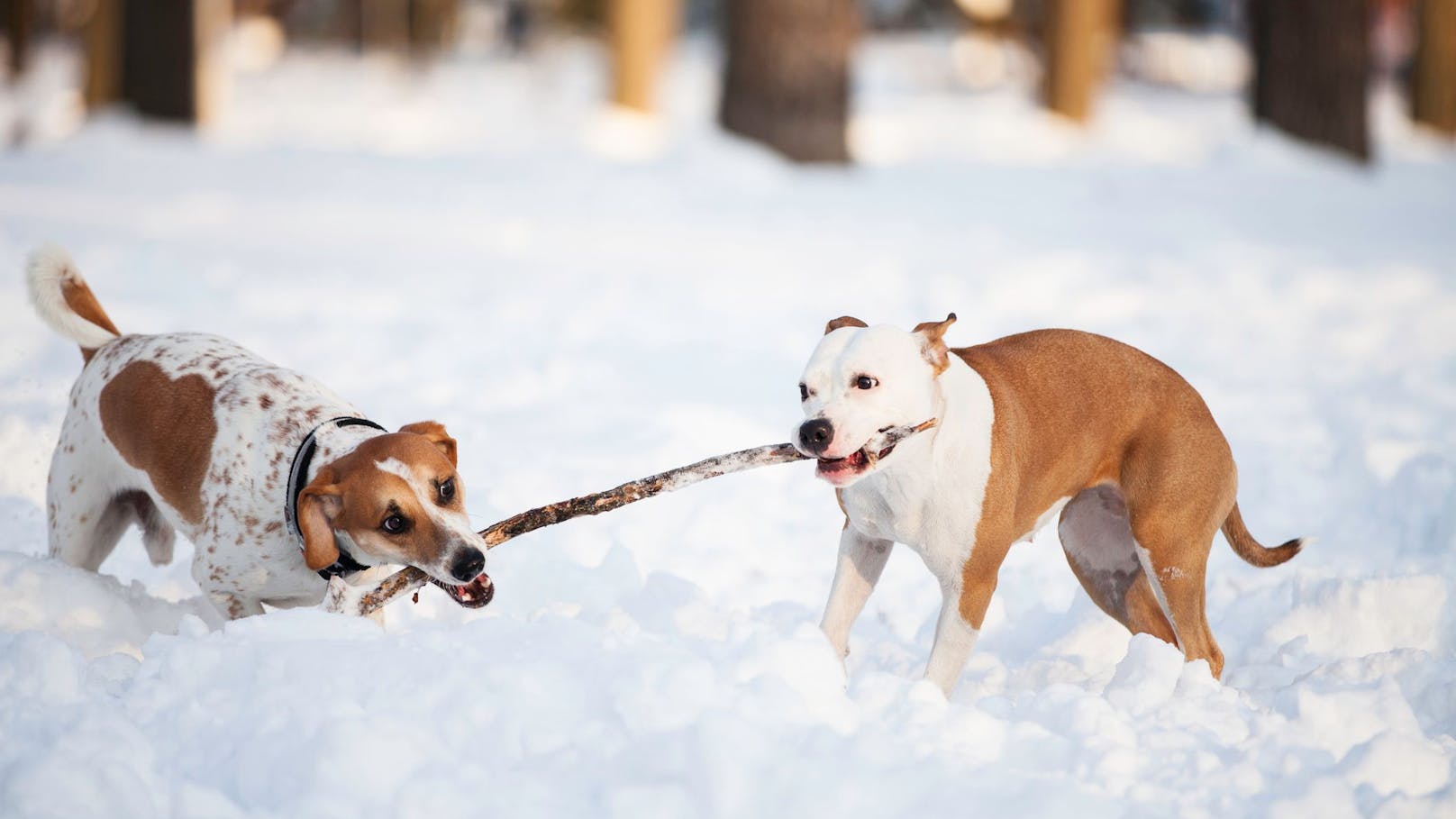 Neues Knallhart-Gesetz fürs Spazierengehen mit Hunden