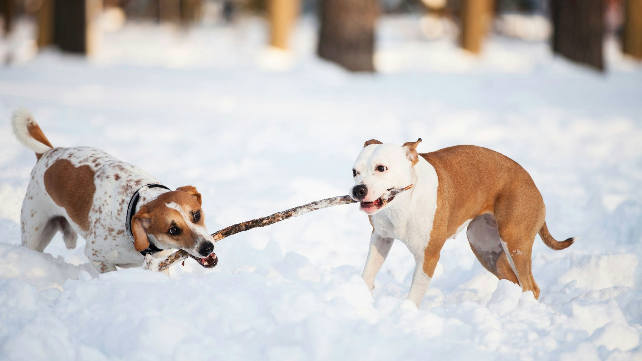 Künftig darf man mit maximal zwei großen Hunden gleichzeitig spazieren gehen.