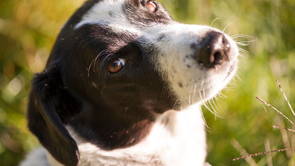 "Sam" war ein 2,5 alter Mischlingsrüde. 