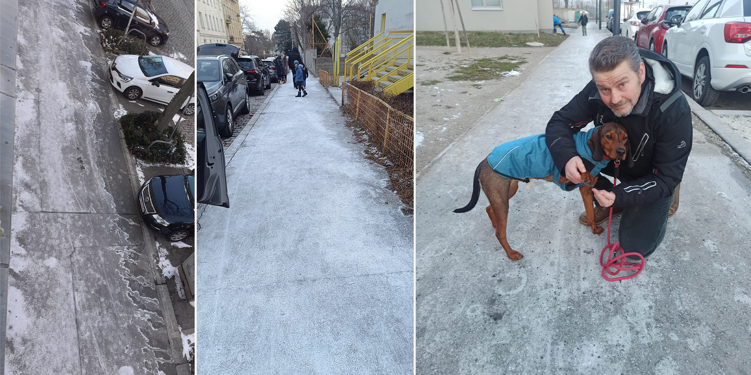 Ein Wiener sorgt sich um die Pfoten seines Hundes: 