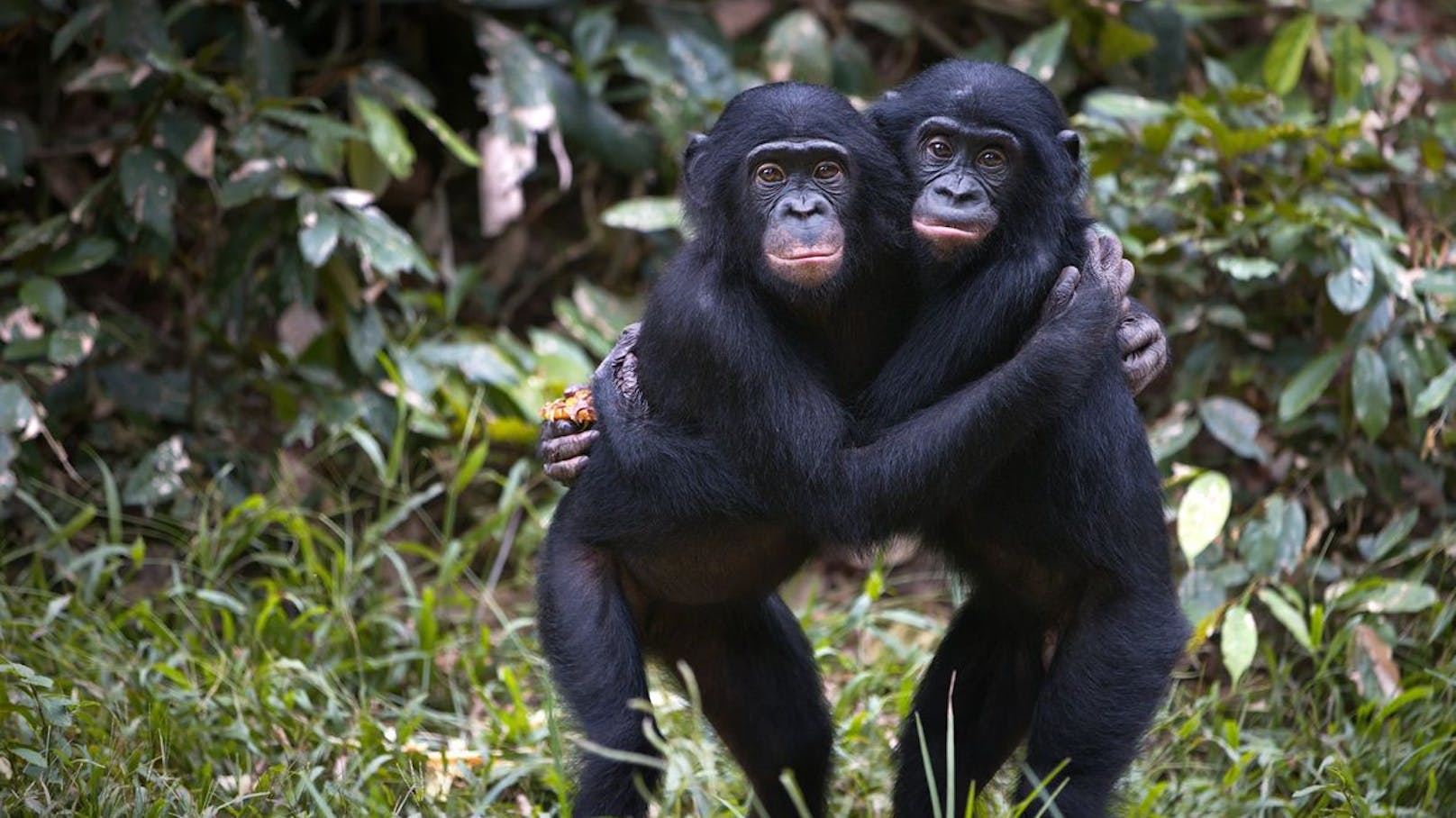26 Jahre Trennung! Bonobo "Louise" erkennt Schwester