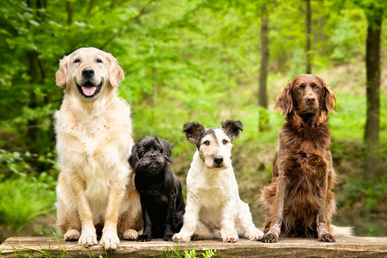 Laut Entwurf soll der Spaziergang mit maximal zwei großen Hunden erfolgen dürfen. 