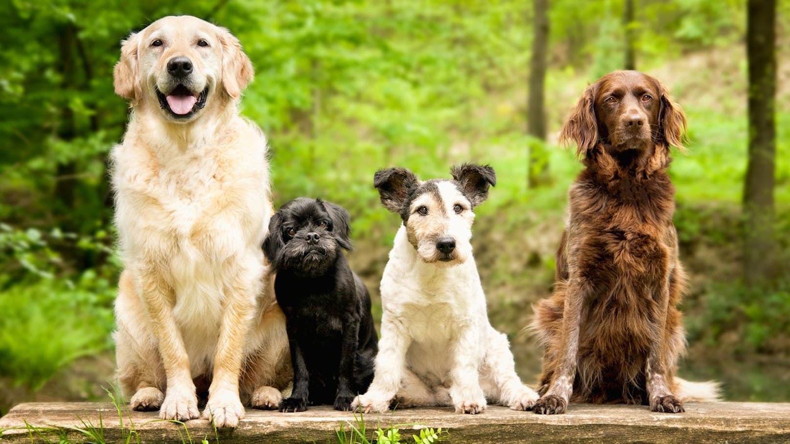 "Entwurf zum Hundehaltegesetz großteils ungeeignet"