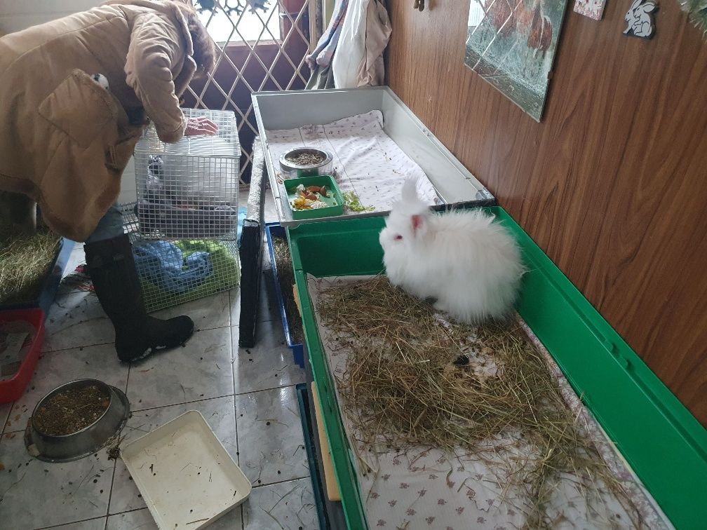Sieben Kaninchen mittleren Alters wurden aus einer misslichen Lage gerettet. 