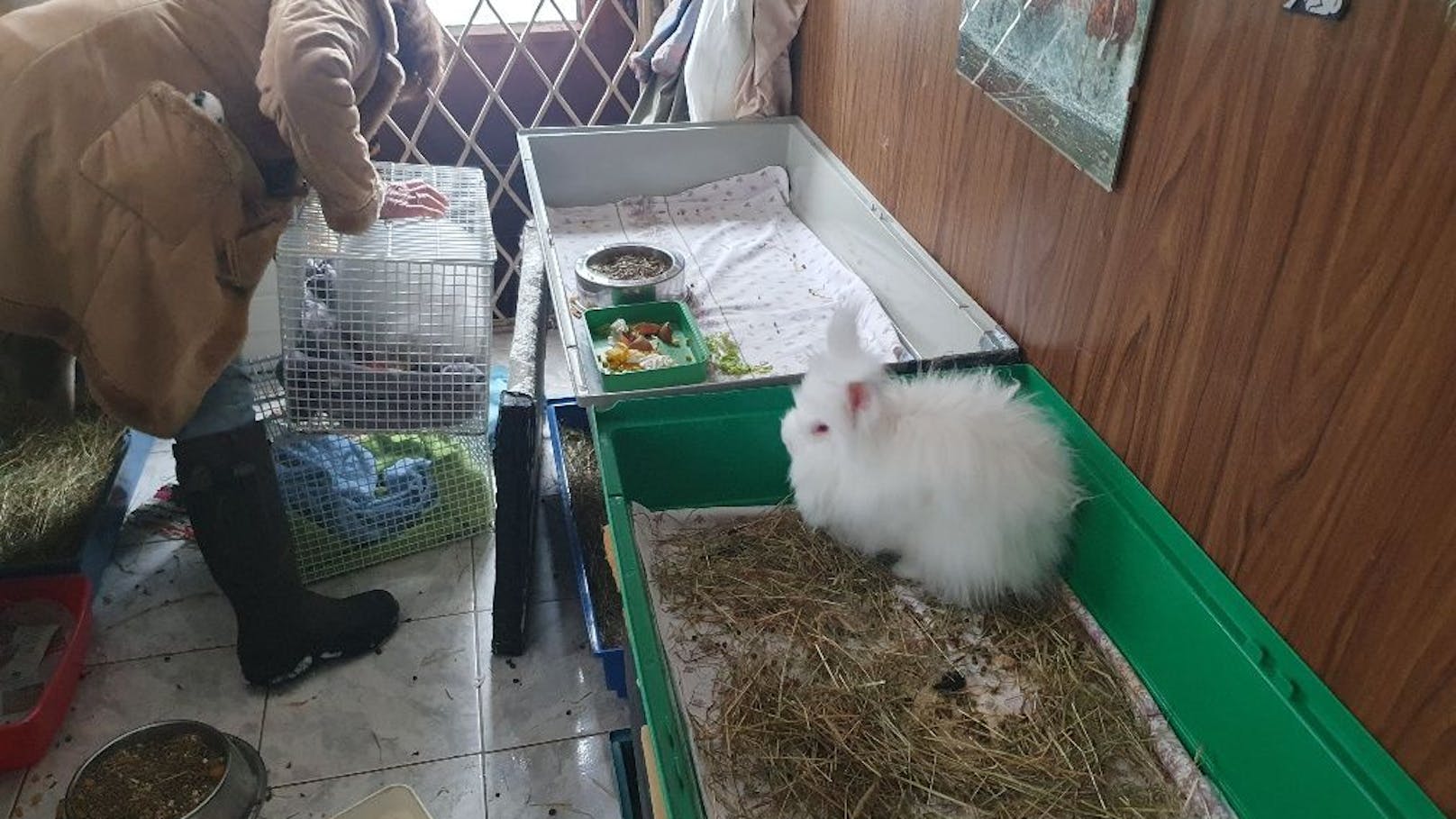 Tierschützerin weiß ihre Kaninchen in den besten Händen