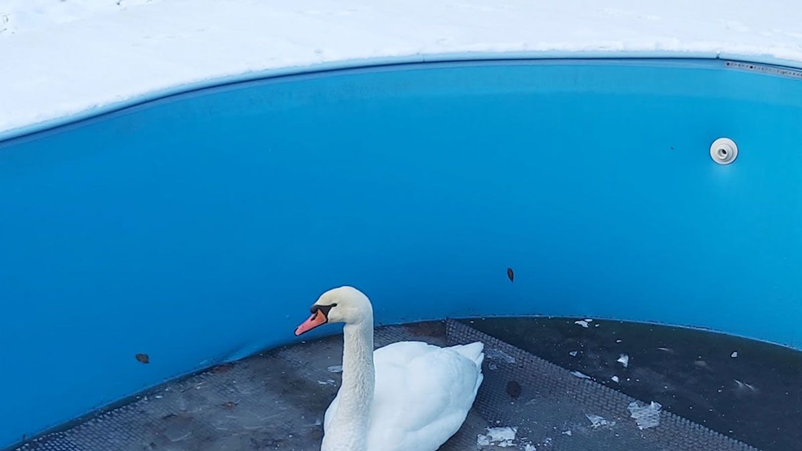 Der Wasservogel saß in dem leeren Becken fest.