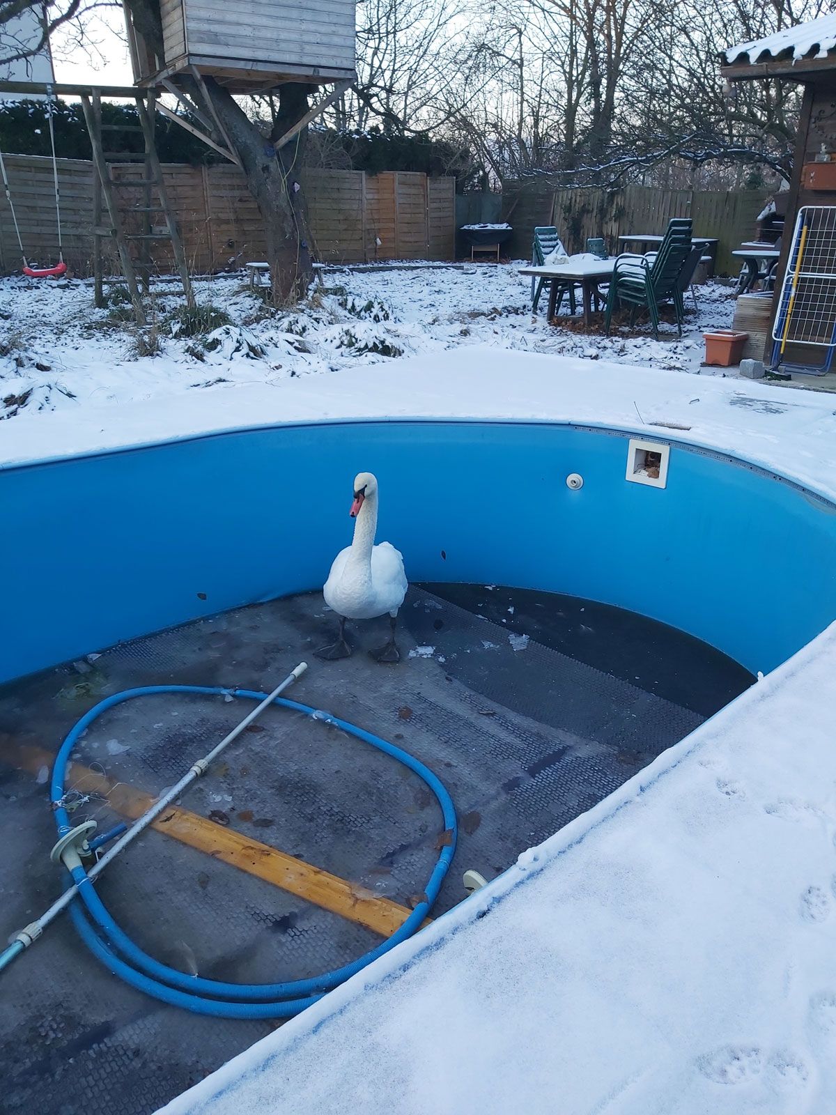 Schwan wurde in Wien-Floridsdorf aus leerem Pool geholt. 