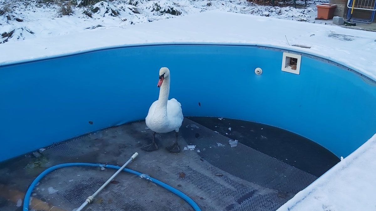 Schwan wurde in Wien-Floridsdorf aus leerem Pool geholt. 