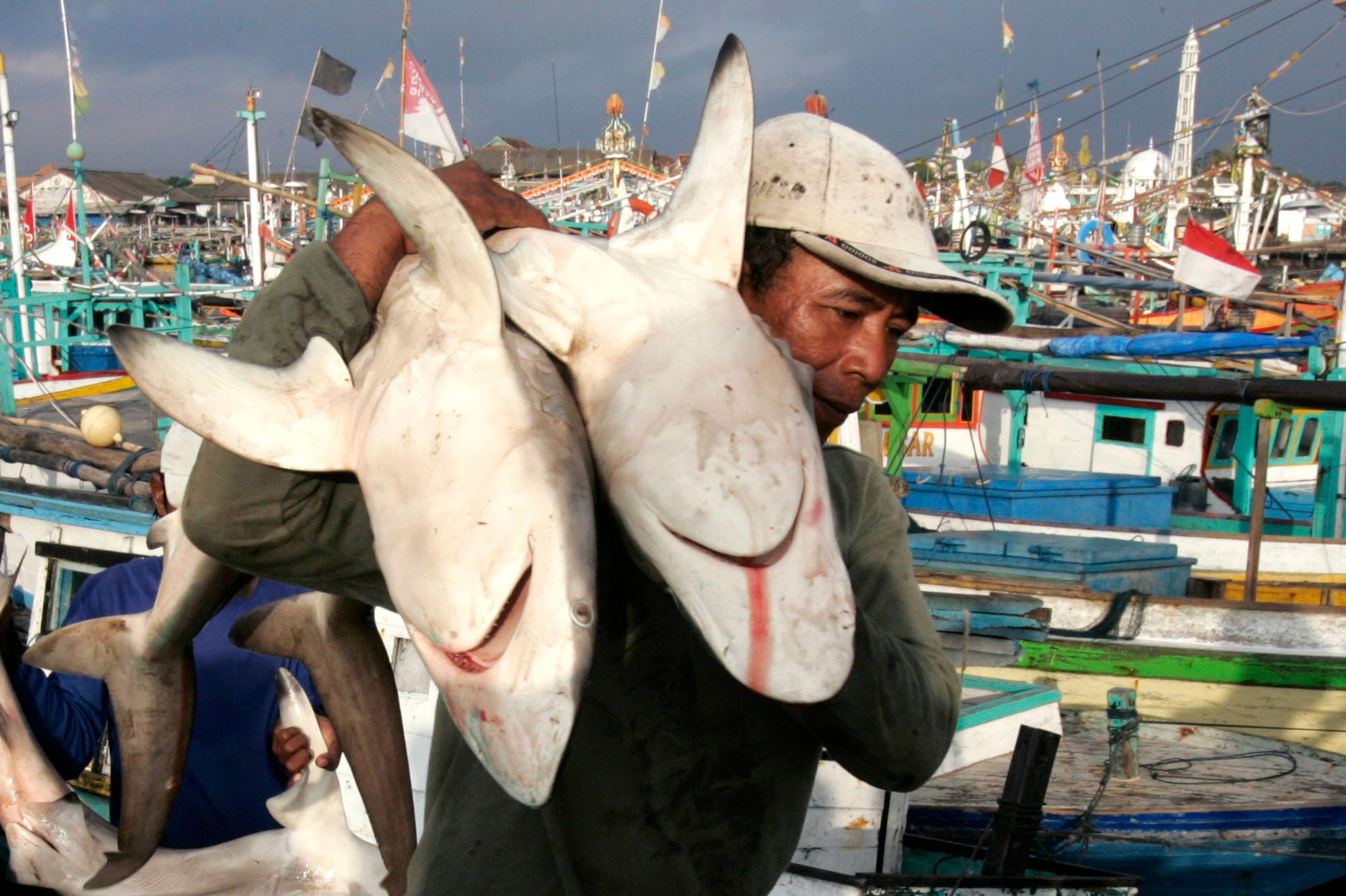 Immer mehr Haie fallen dem Fischfang zum Opfer.