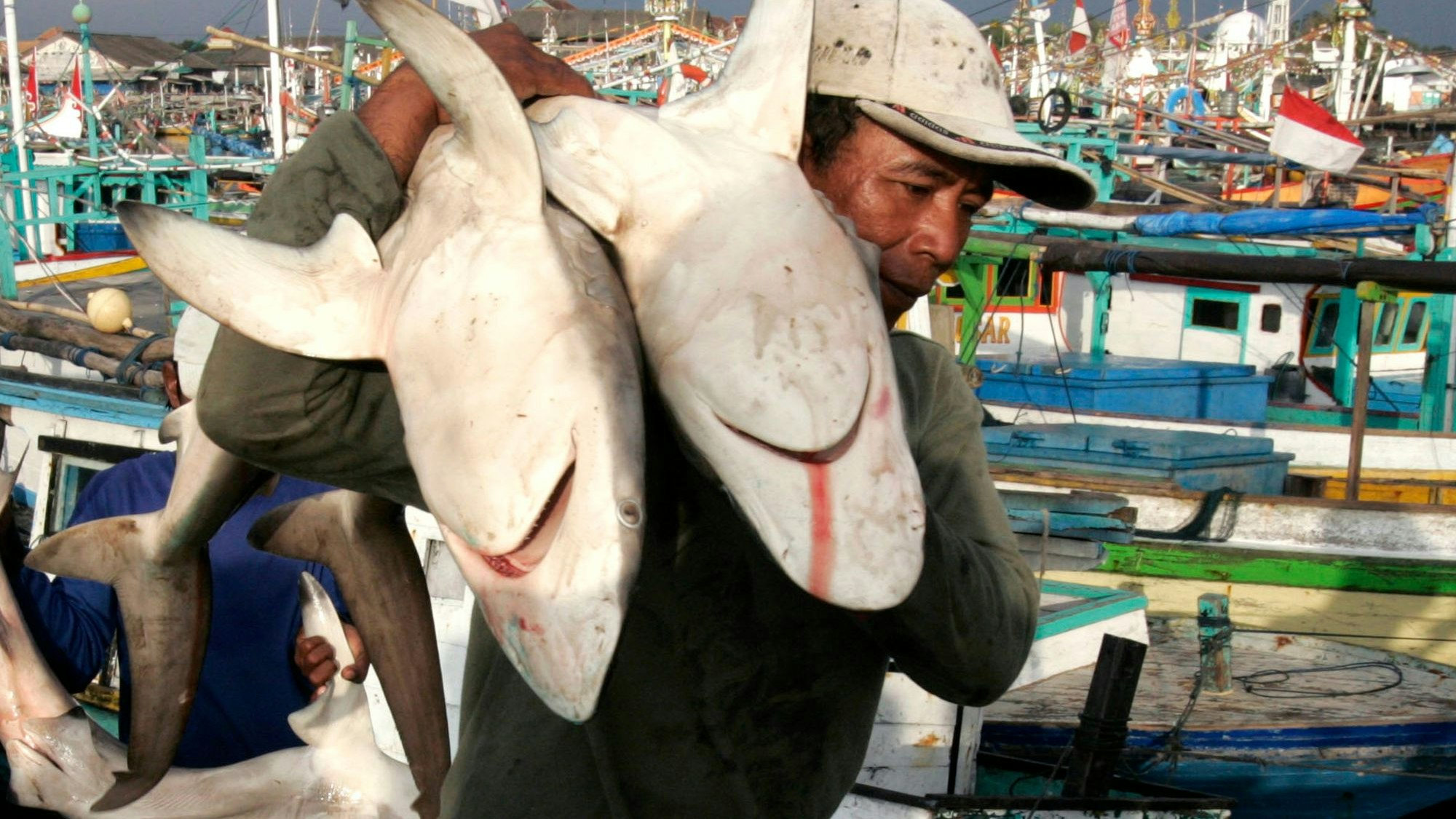 A worker unloads sharks from wooden boats in a fish port in Banyuwangi in Indonesia's East Java province June 27, 2008. A group of fisherman can catch about 4 to 8 tons of shark during a 15-day period out at sea, a fisherman said. Fishermen traditionally catch sharks during the months of July and August. Picture taken June 27, 2008.  REUTERS/Sigit Pamungkas  (INDONESIA)