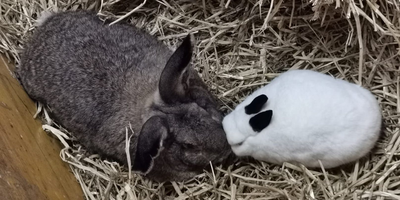 Sieben erwachsene Kaninchen dürfen jetzt ihre letzten Jahre im Tierparadies Schabenreith verbringen. 