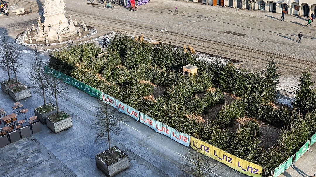 In Linz wurde ein Wald aus 300 alten Christbäumen gebaut. Das Labyrinth ist die jüngste Attraktion im Herzen der Stadt.