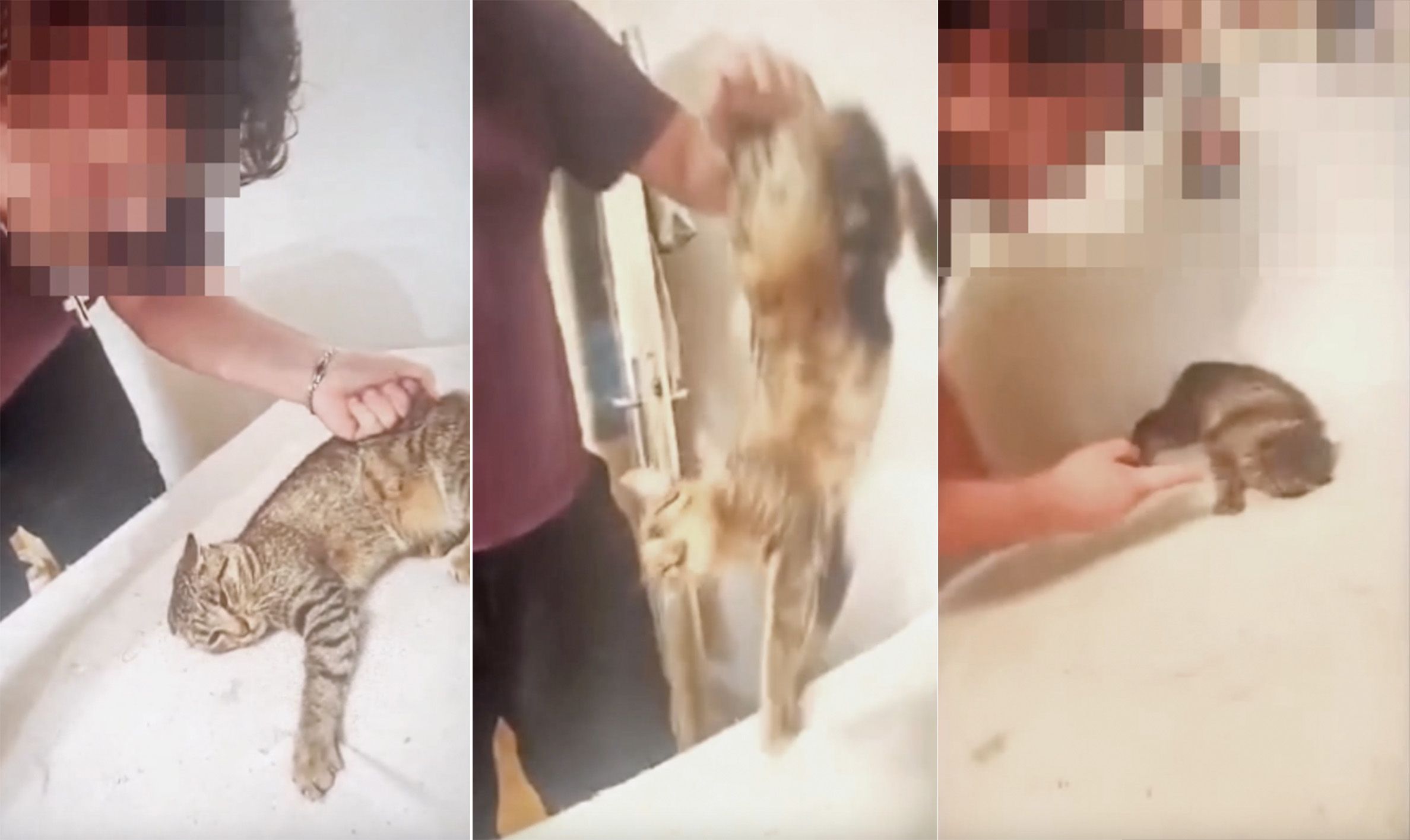 Der Verdächtige (31) soll die Katze gezwickt, bedroht und verletzt haben. 