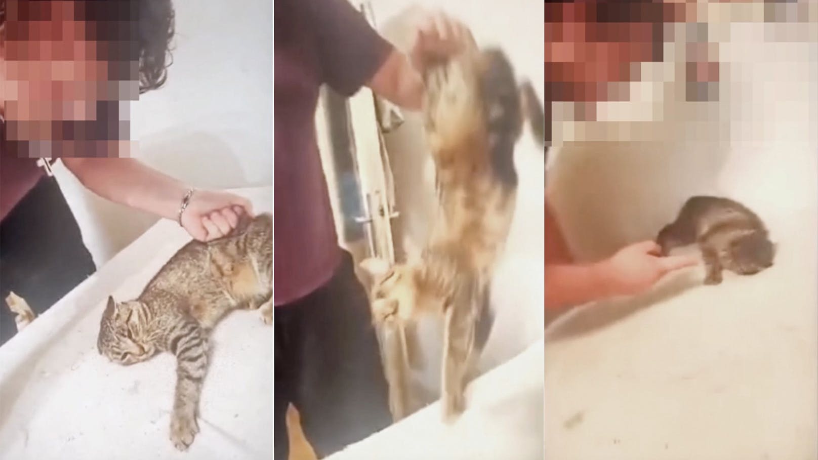 Katzen-Tierquäler von Ex-Freundin mit Video enttarnt