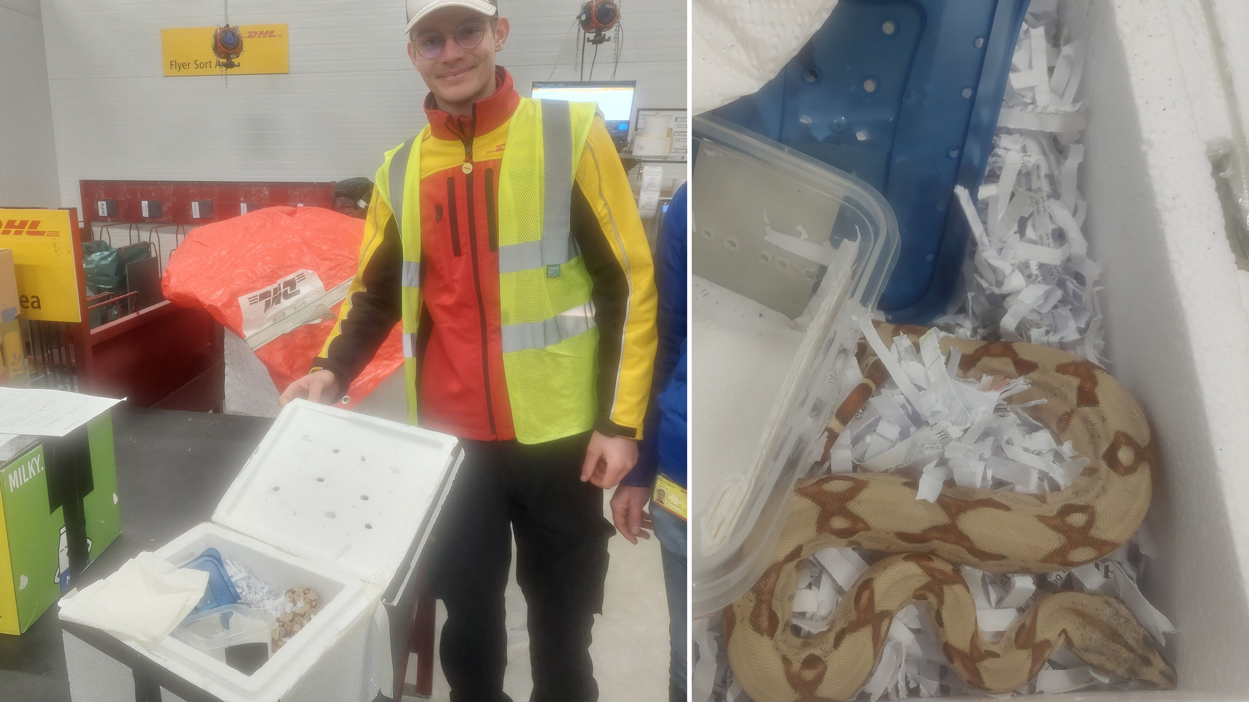 Diese Boa constrictor wurde in einem Paket im Postverteilerzentrum gefunden. Die zertifizierte Sachverständige Helga Happ war rasch vor Ort.