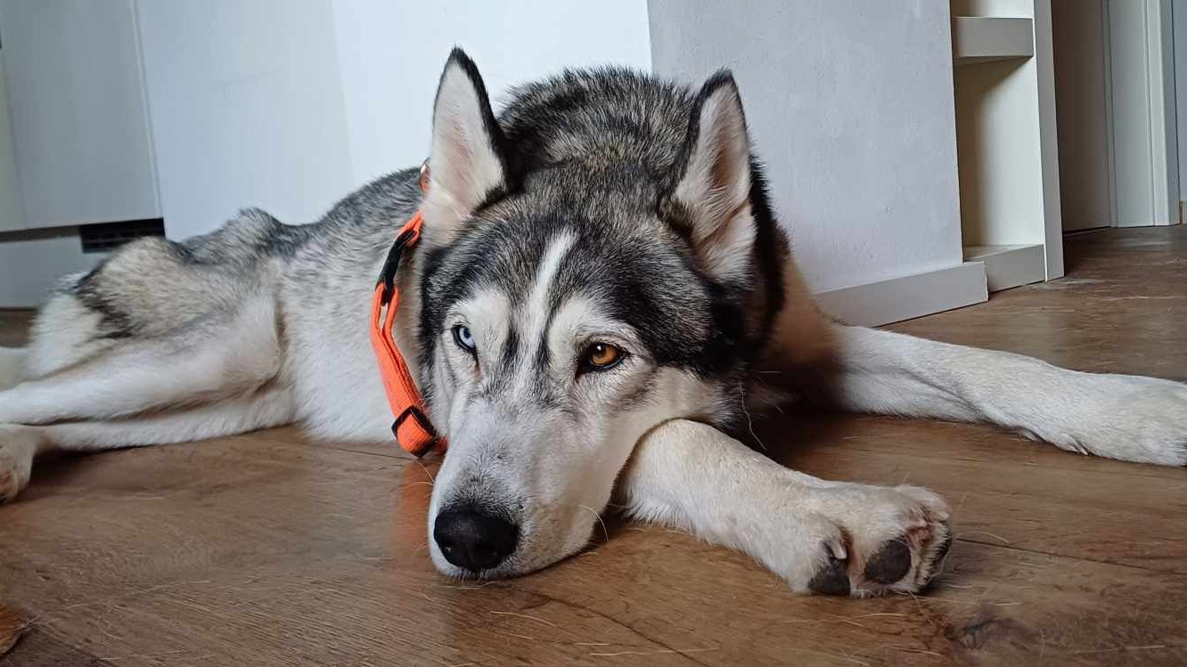 17 Tage lang irrte "Yukon" im Raxgebiet umher.