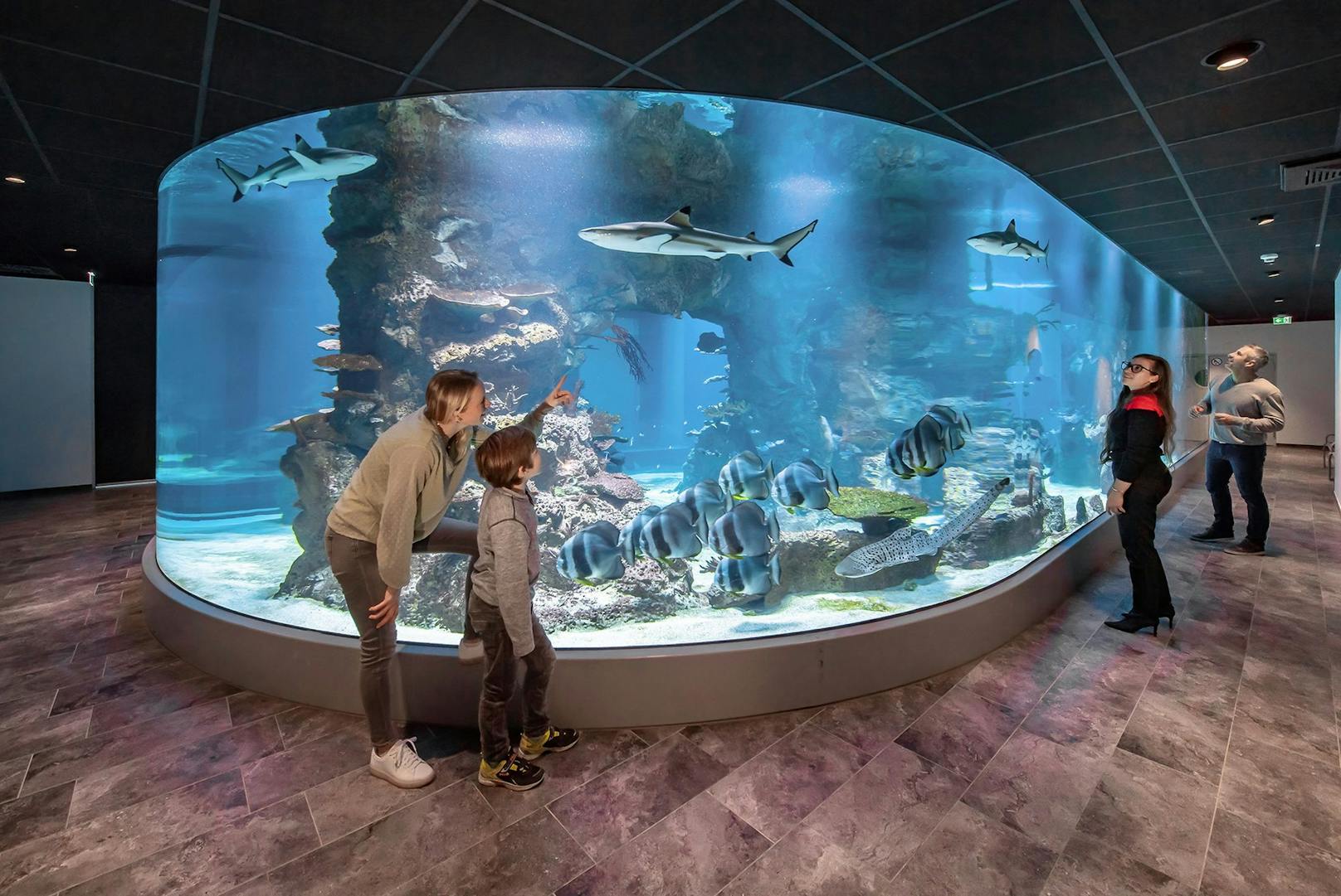 Haus des Meeres - hier am Haifischbecken kann man auf 360 Grad und in aller Sicherheit die großen Raubfische bewundern
