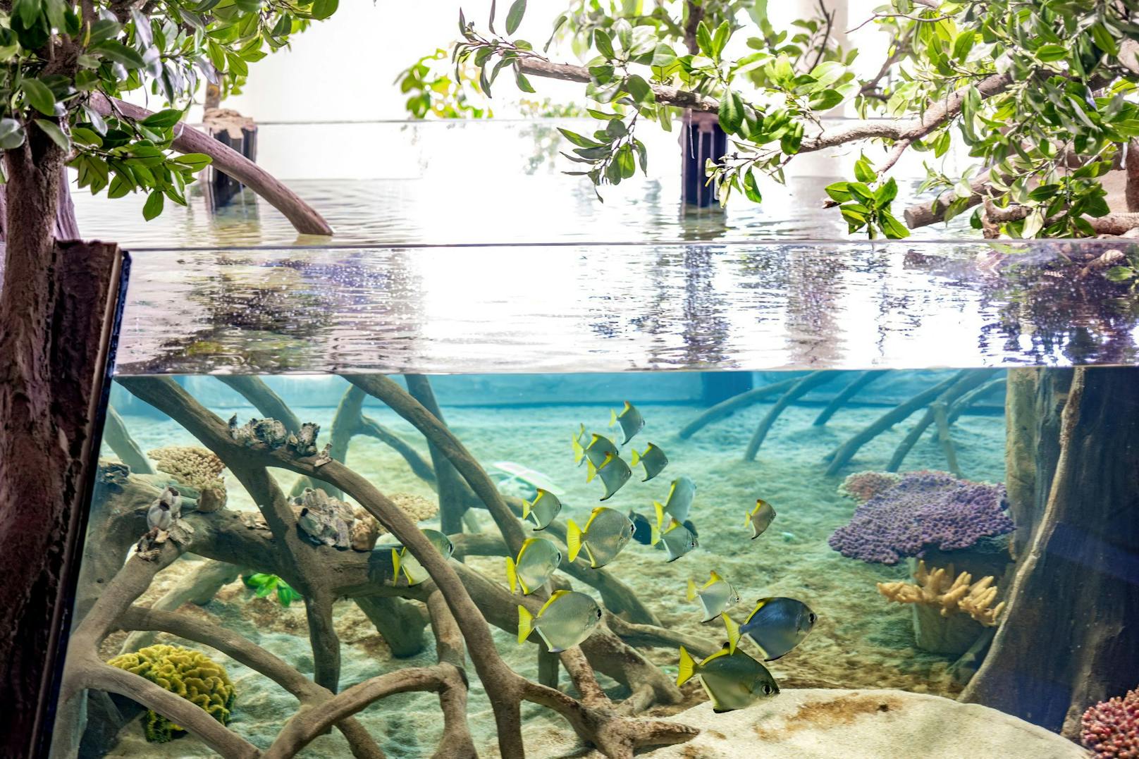 Haus des Meeres - in der Mangrovenanlage finden Tiere naturnahe Lebensbedingungen und Besucher erleben ein bisschen Tropenfeeling - 11 der 70 Mangrovenarten (16 Prozent) sind laut WWF in hohem Maße vom Aussterben bedroht